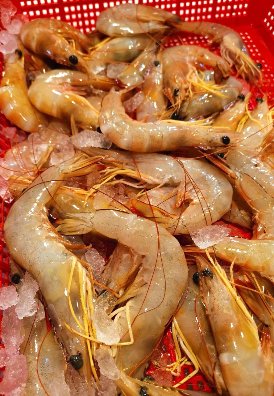 Fresh Ang Kar Prawns 红脚虾