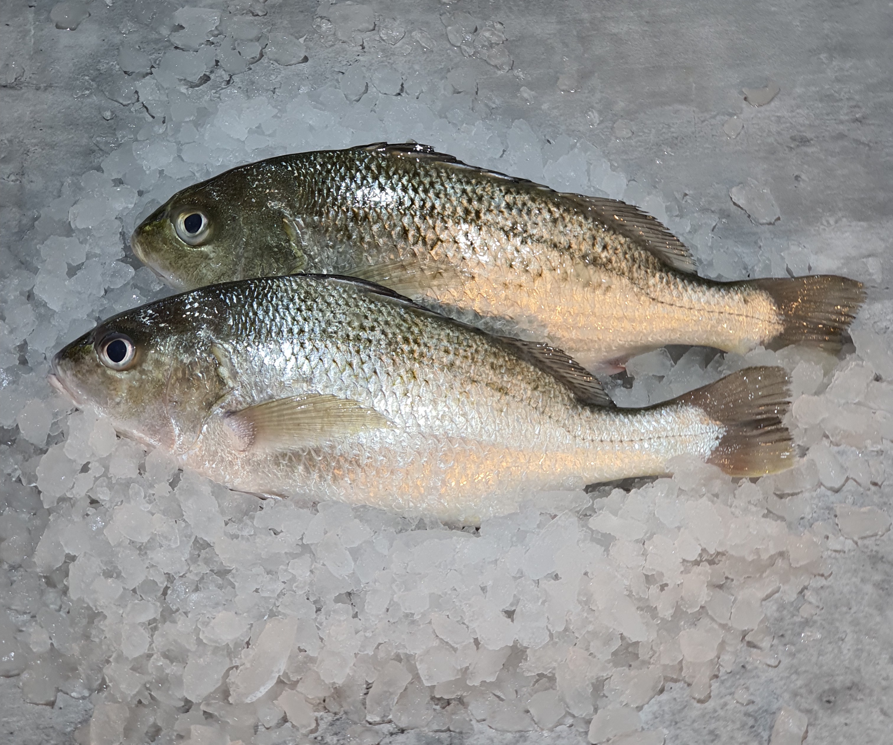 White Snapper 白皂鱼