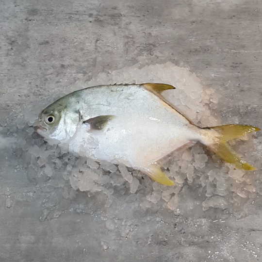 Golden Pomfret Fish (Silver Pomfret) in Singapore VitaminSeafood