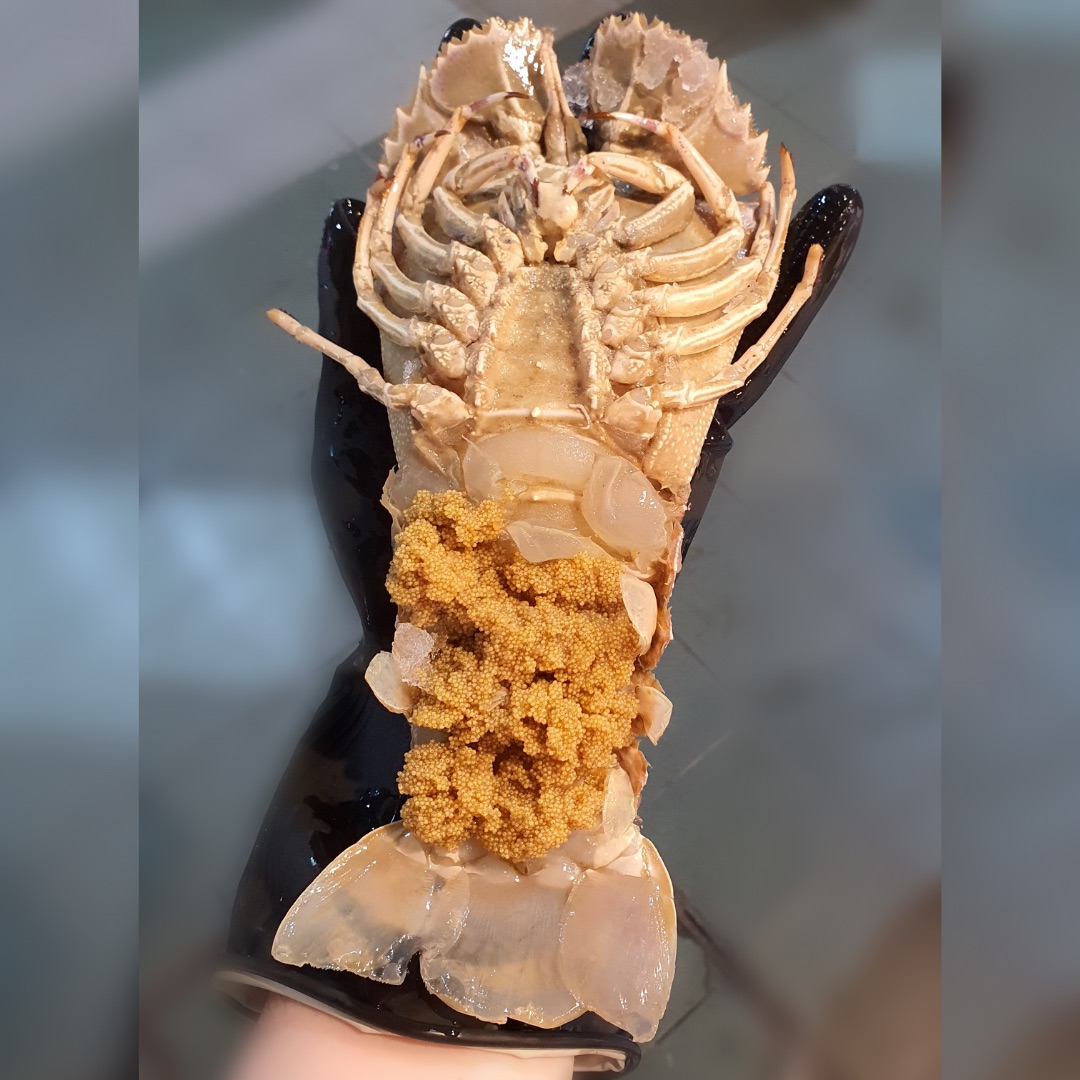 Large Fresh Crayfish / Slipper Lobster longer than hand - Fresh Seafood Delivery in Singapore