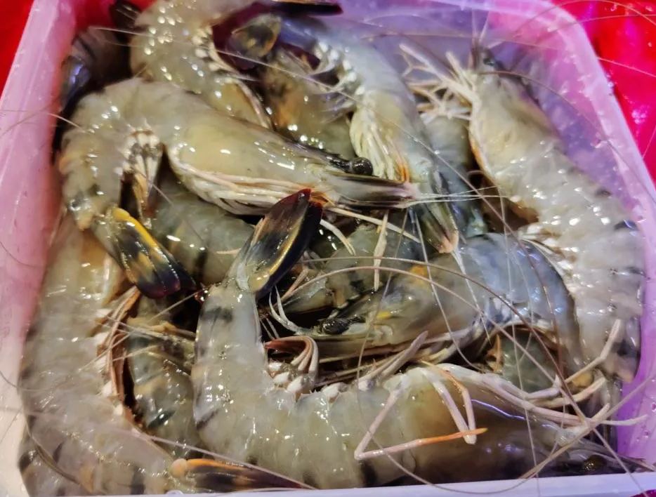 Fresh Tiger Prawns 虎虾