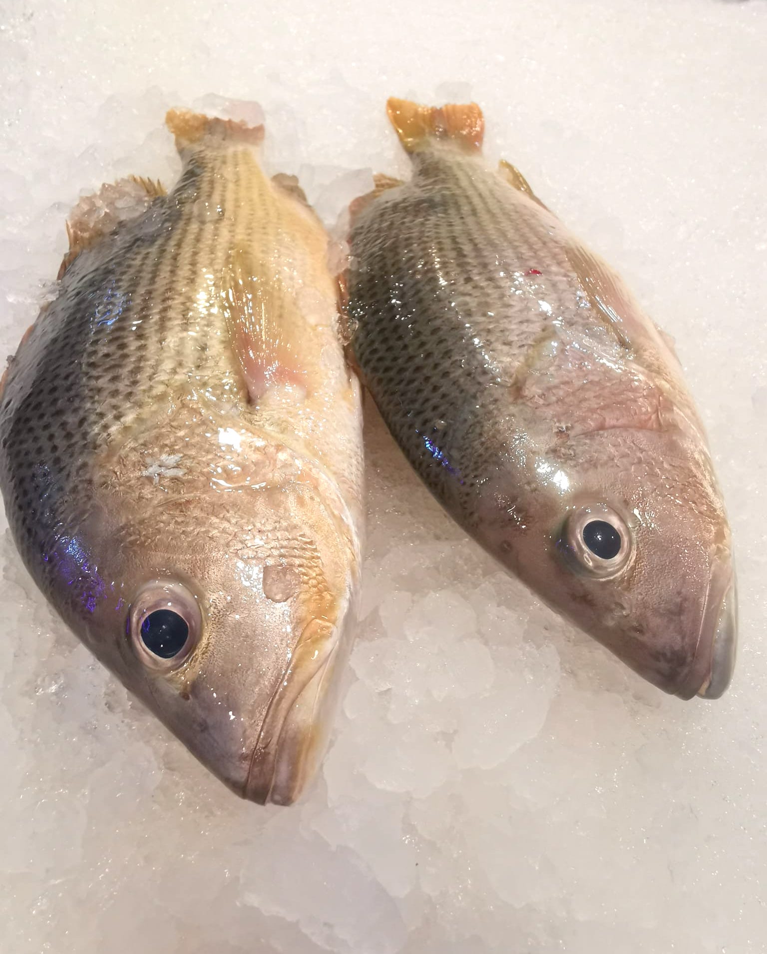 Golden Snapper (Ang Chor)