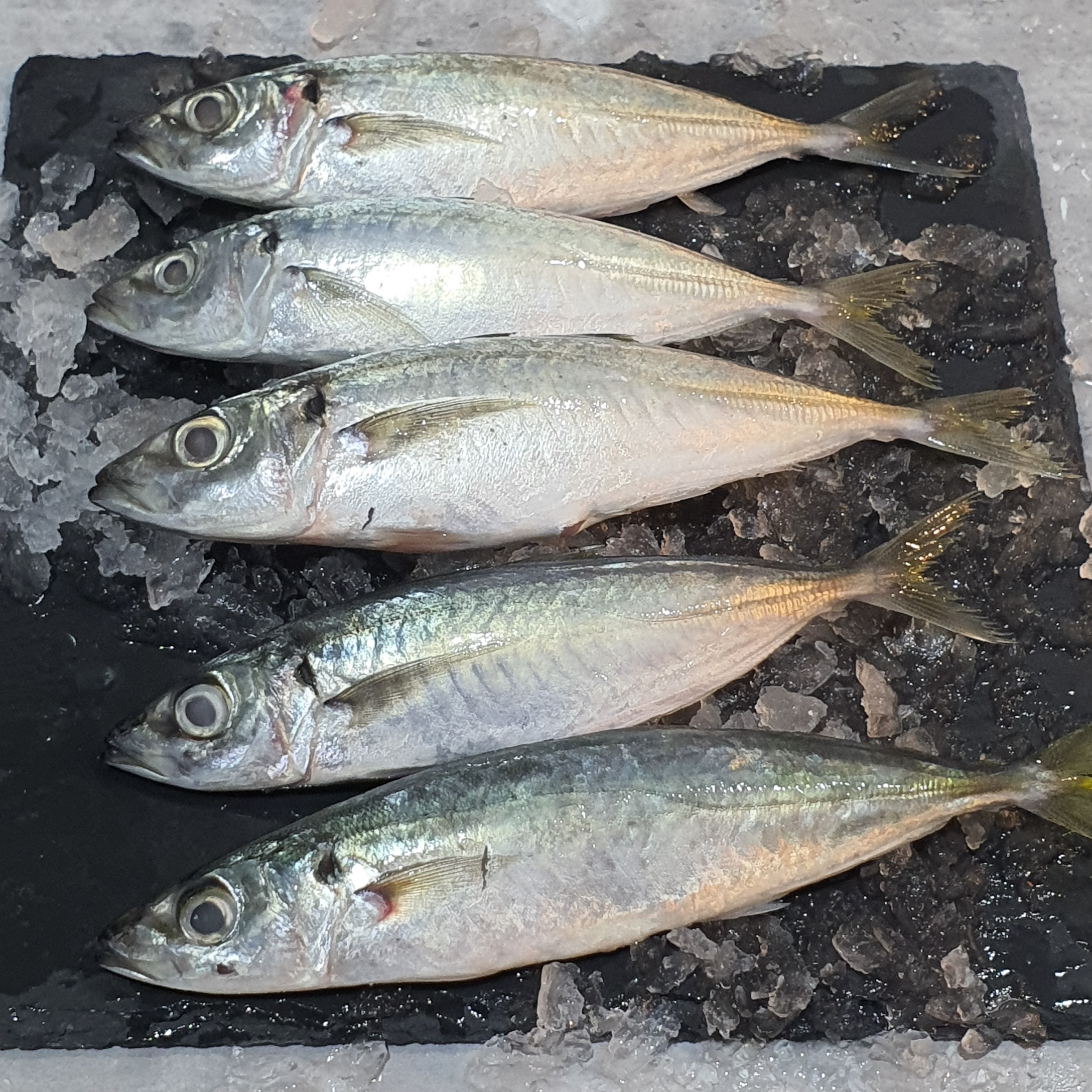 Mackerel Scad / Galunggong GiGi Fish