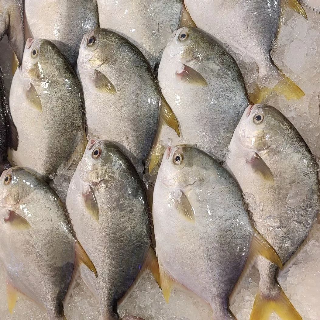 Silver Pomfret [3 for 20]