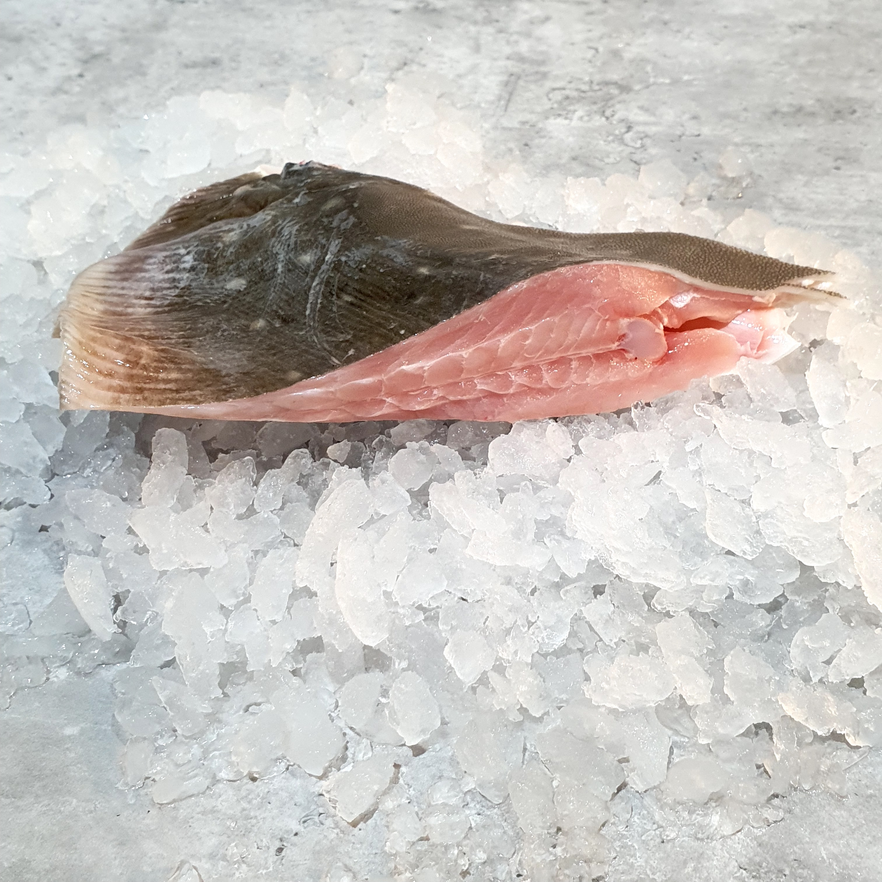 Fresh Stingray 新鲜魔鬼鱼