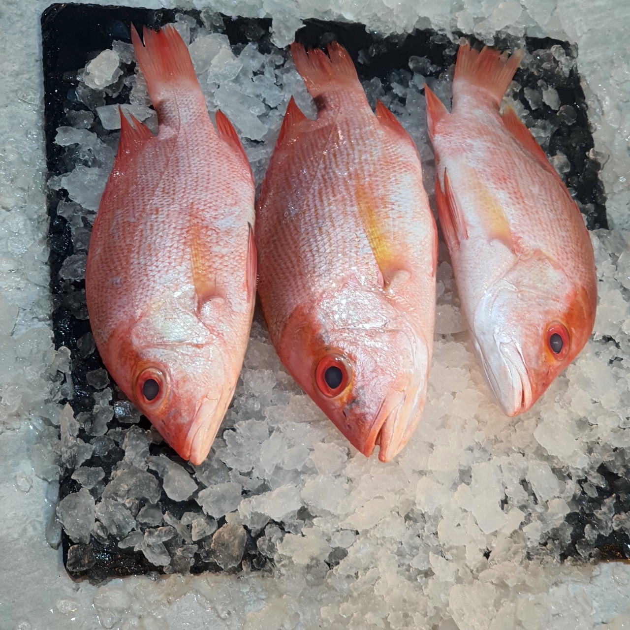 Wild Red Snapper 红鸡
