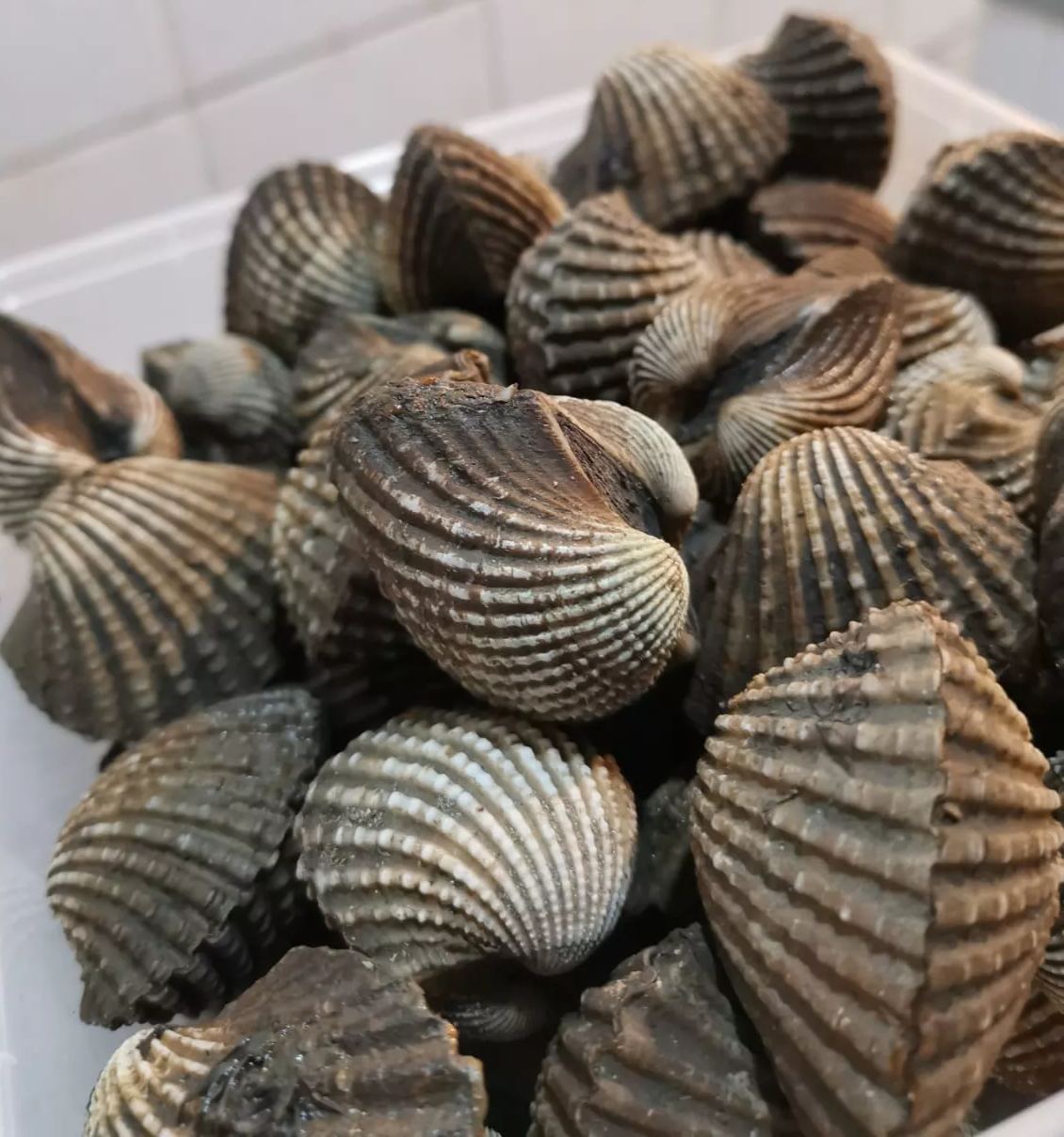 Sea Hum Cockles