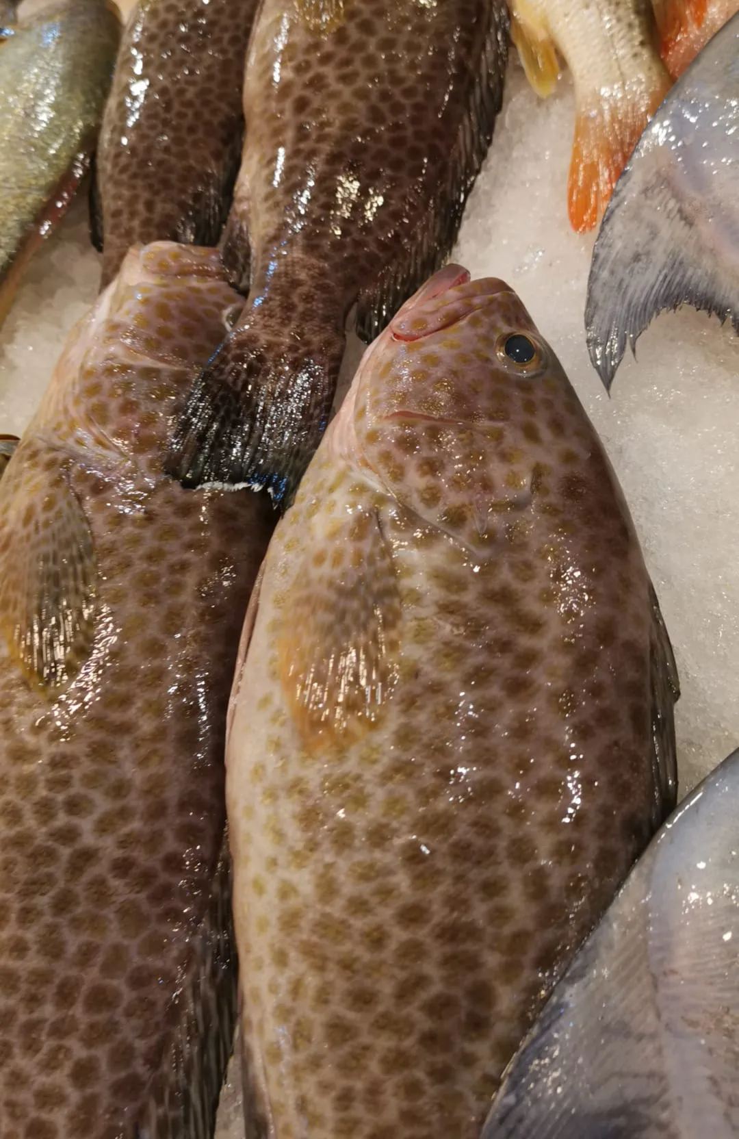 Aerolate / Flower Grouper 石斑