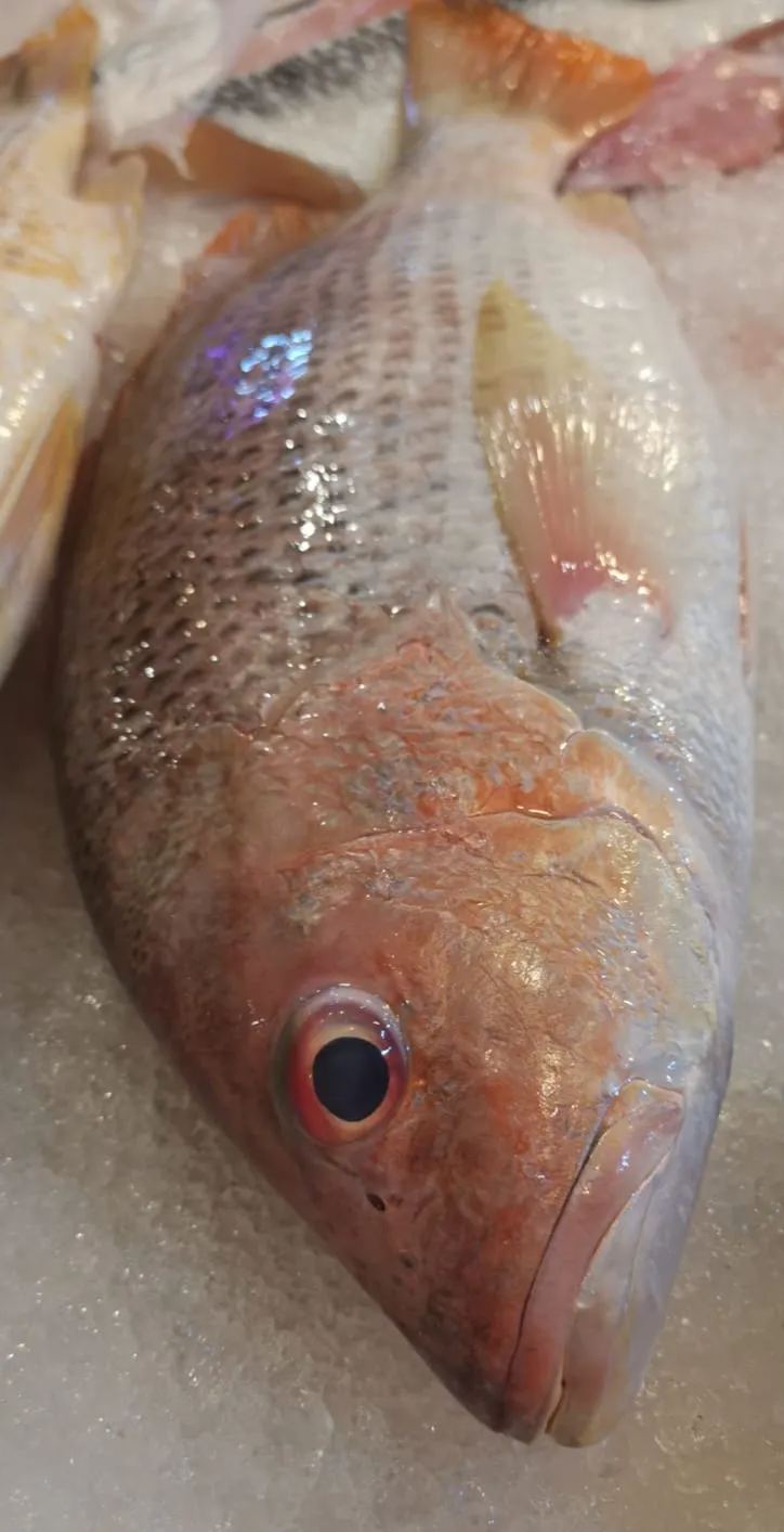 Golden Snapper (Ang Zhor)