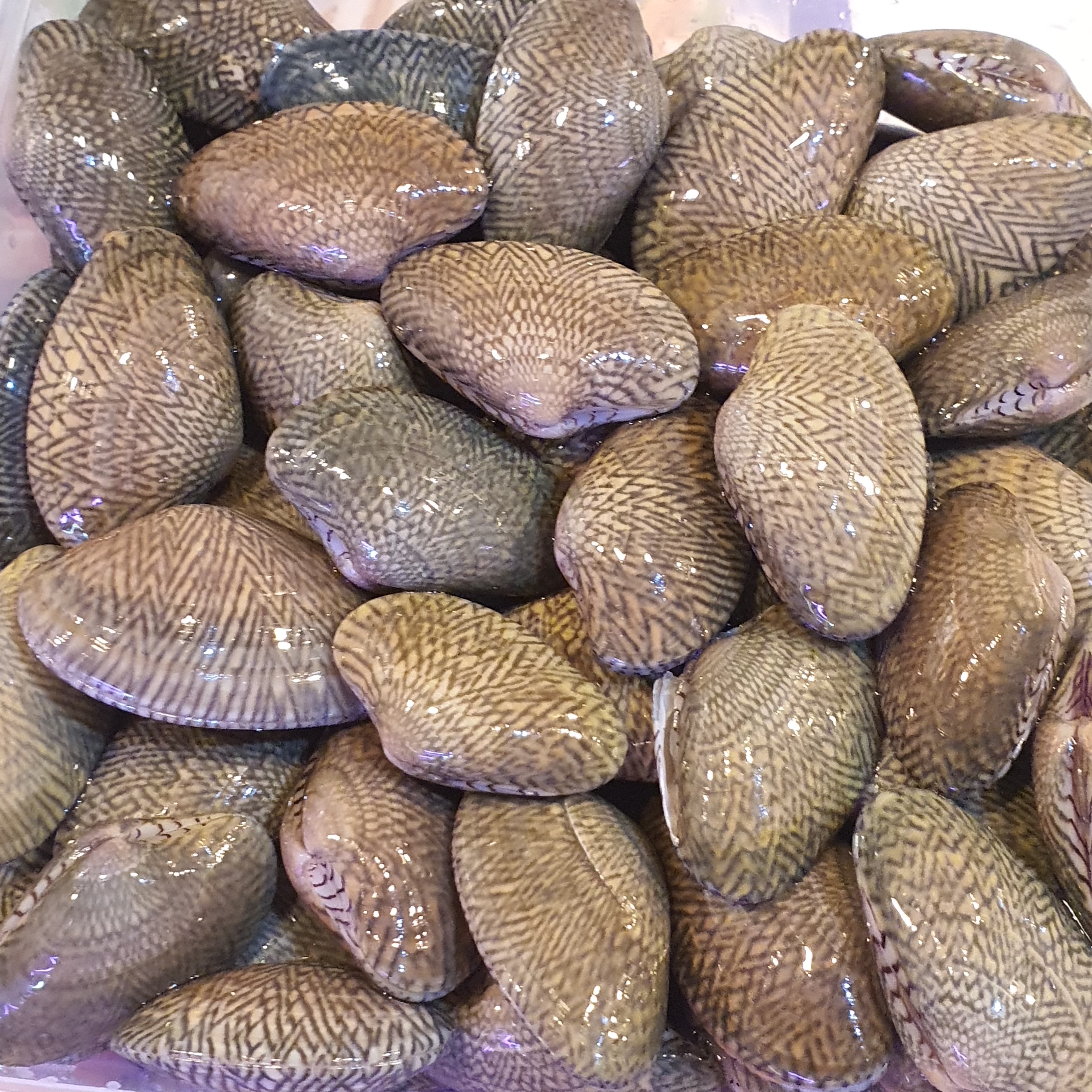 Fresh Clams (Sea Melon Seeds) 海瓜子