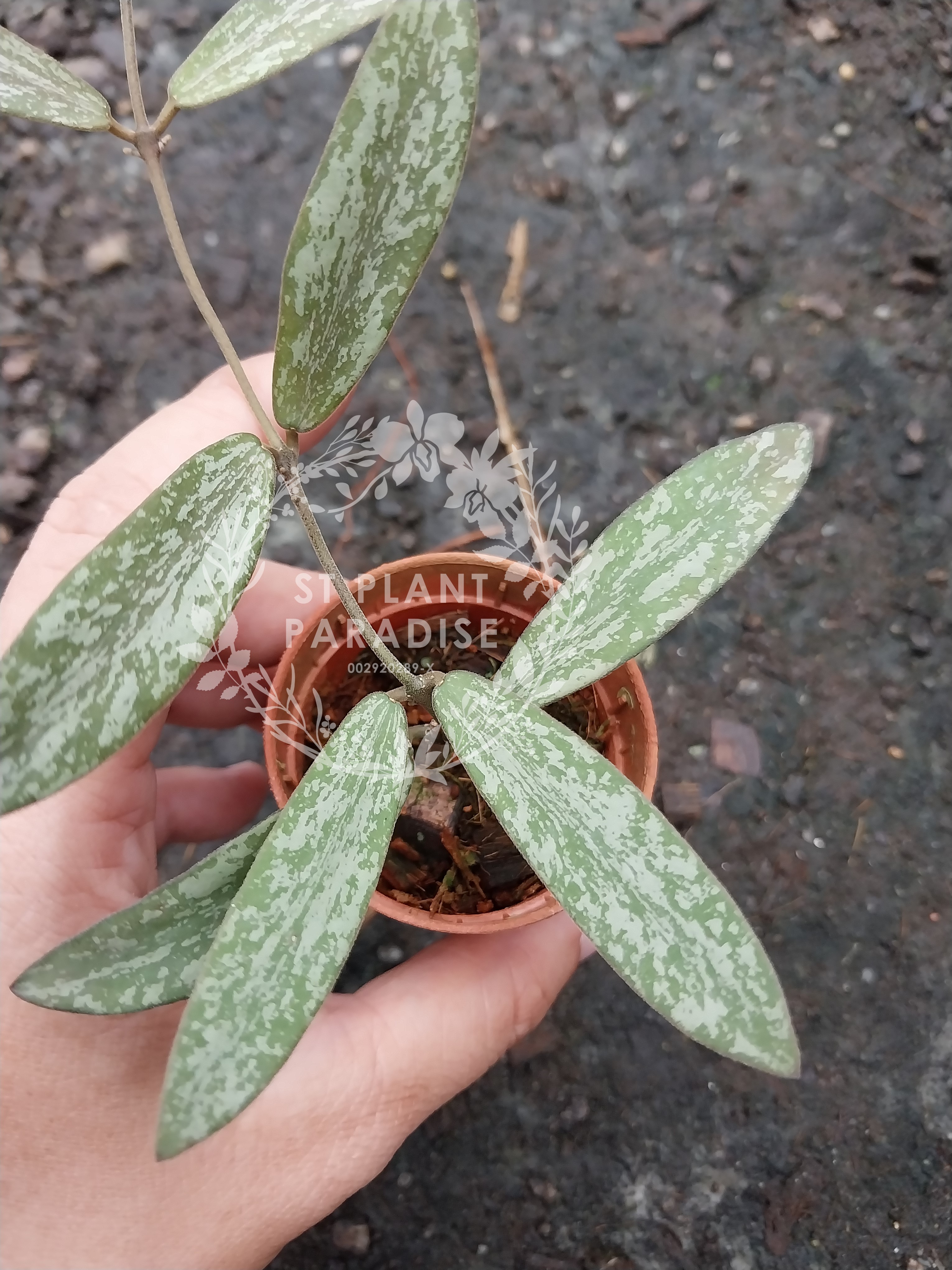 Hoya sigilatis