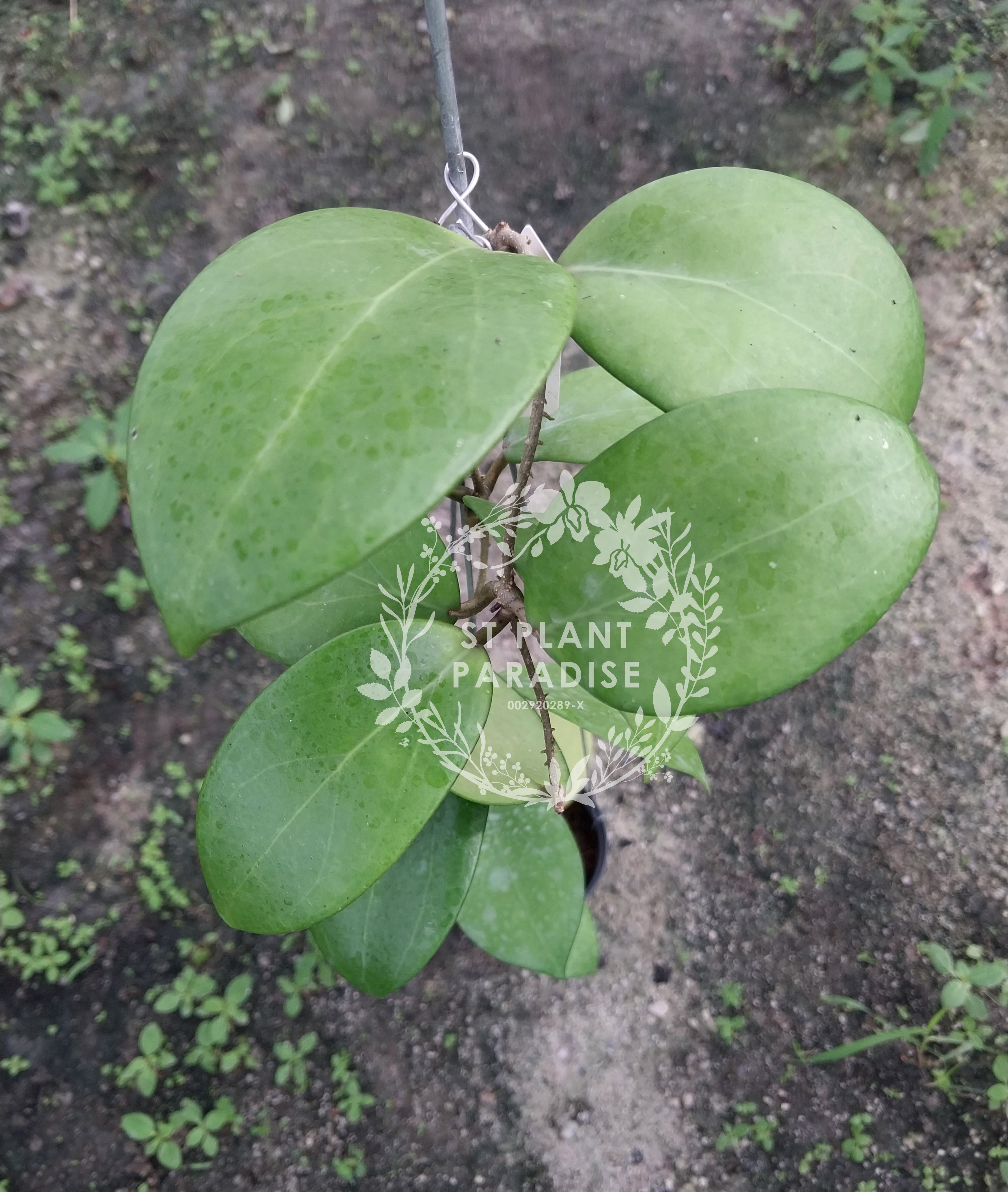 Hoya kicki