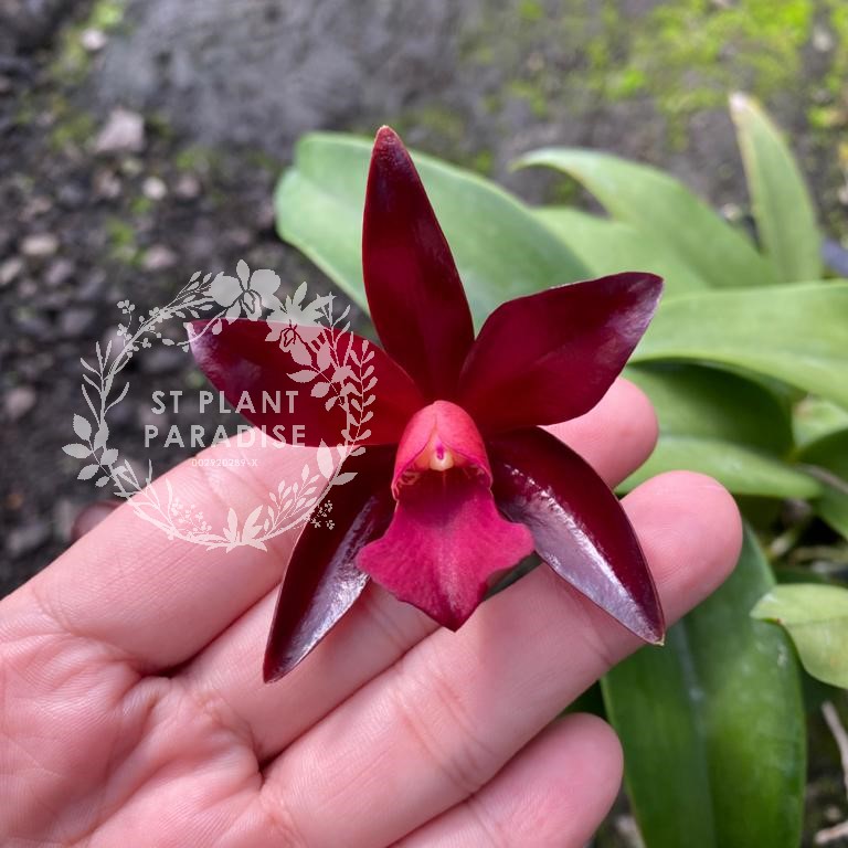Cattleya Lc. Chocolate Drops
