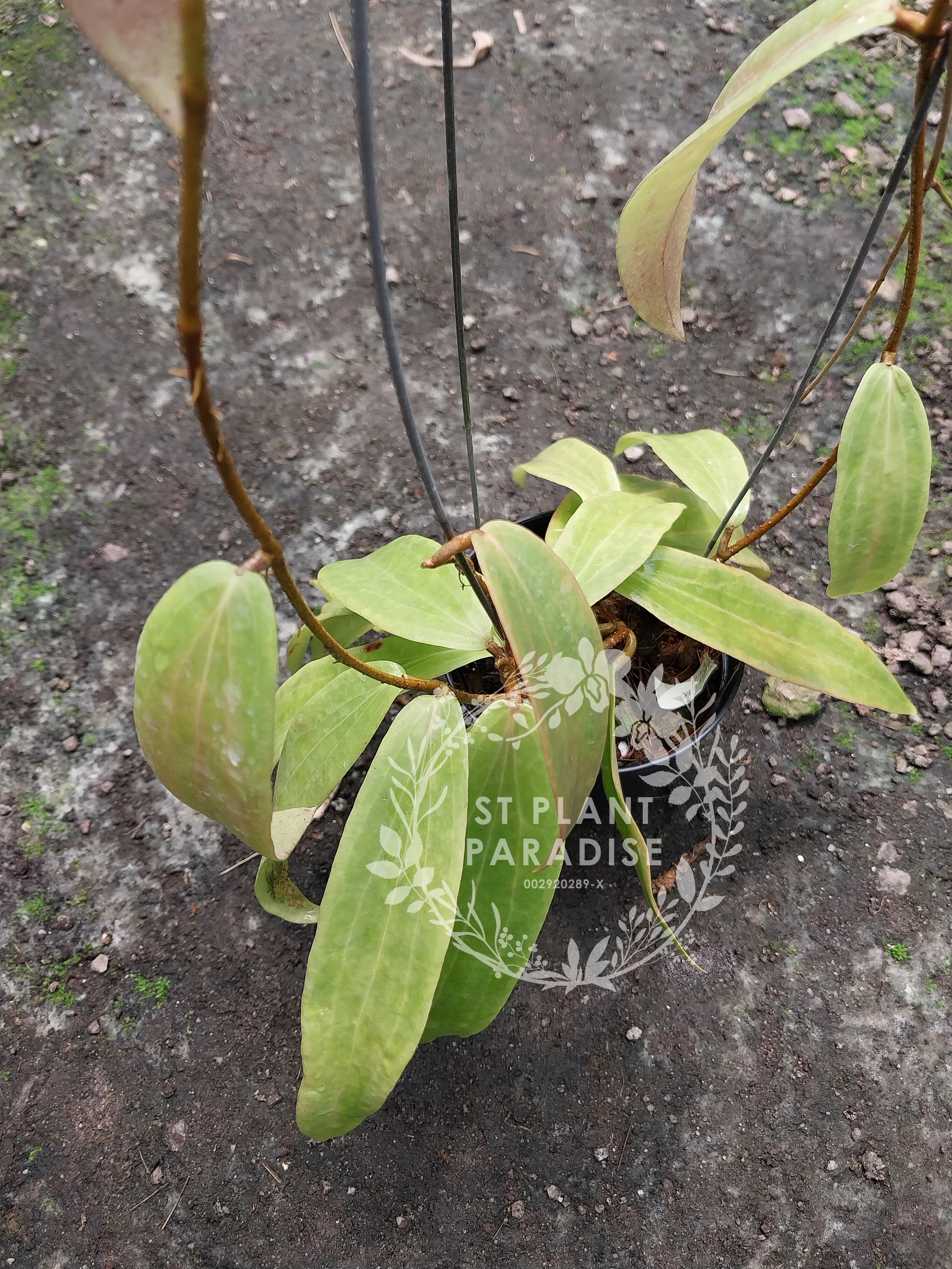 Hoya blashernaezii ssp siariae Red