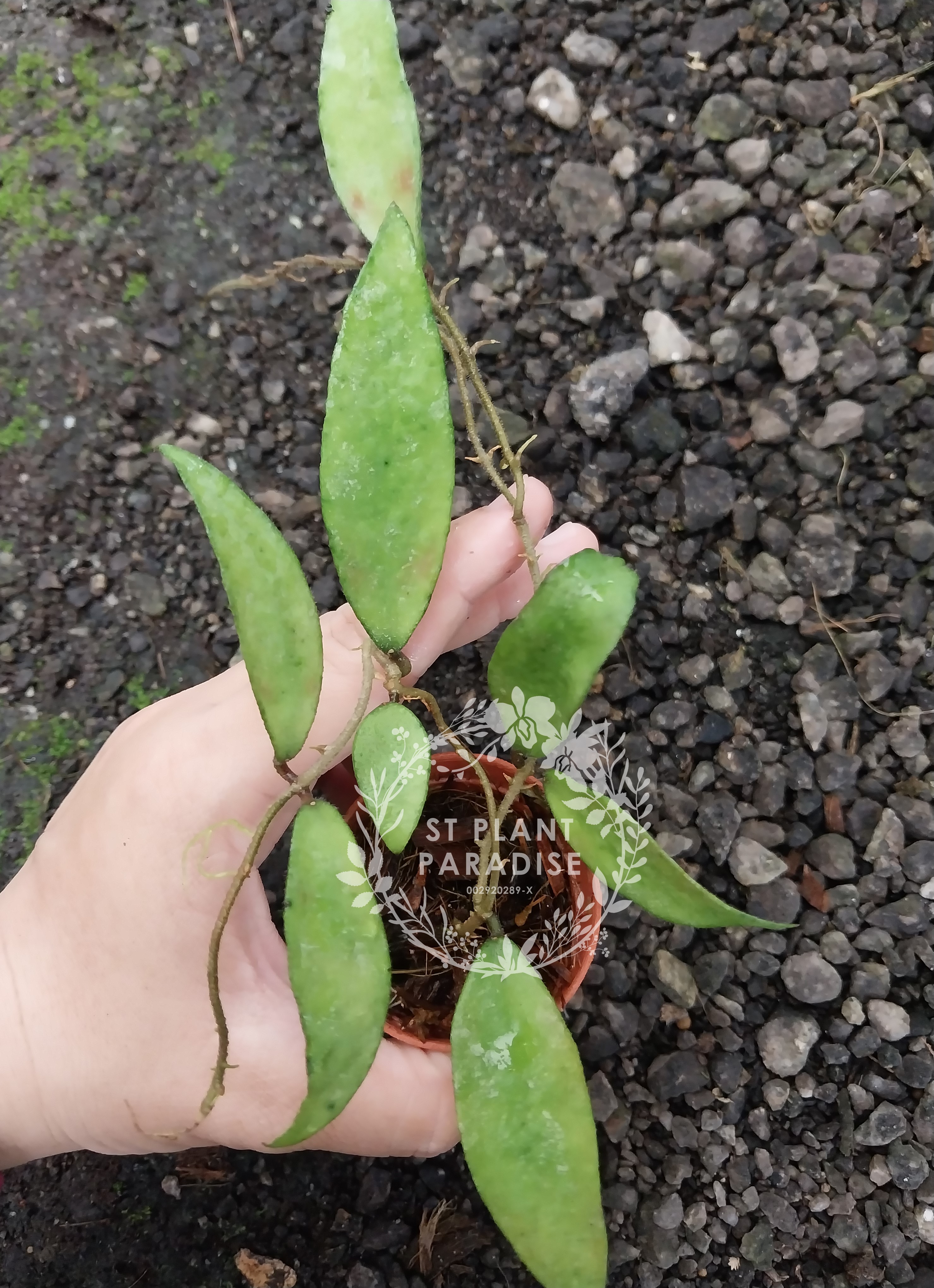 Hoya flagellata