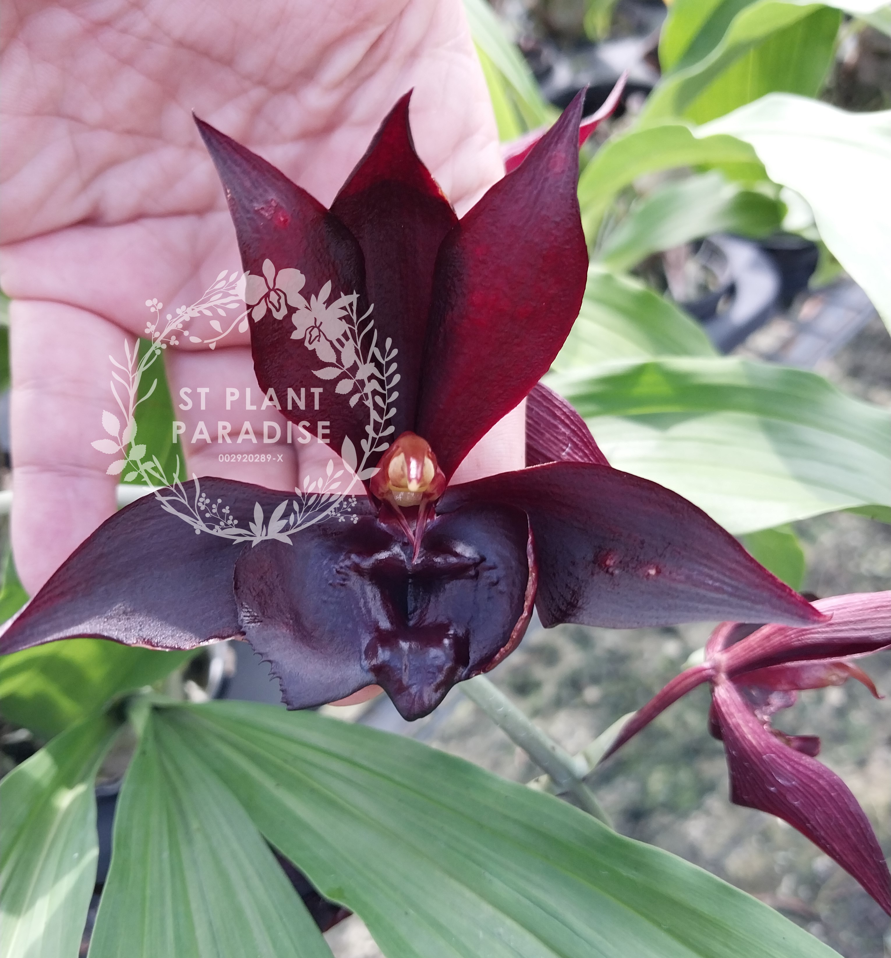 Catasetum Memorial Lum Hon