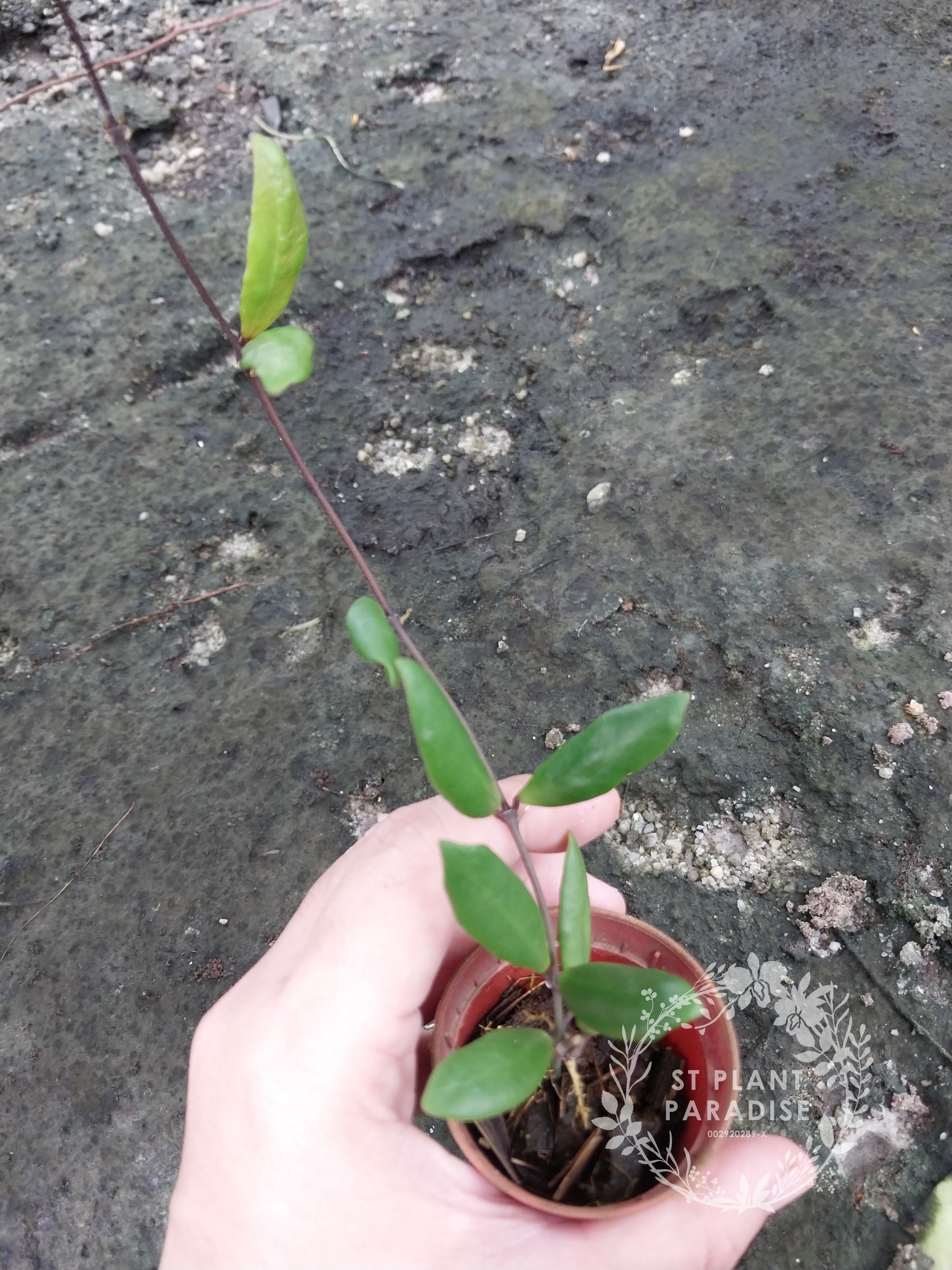 Hoya loheri