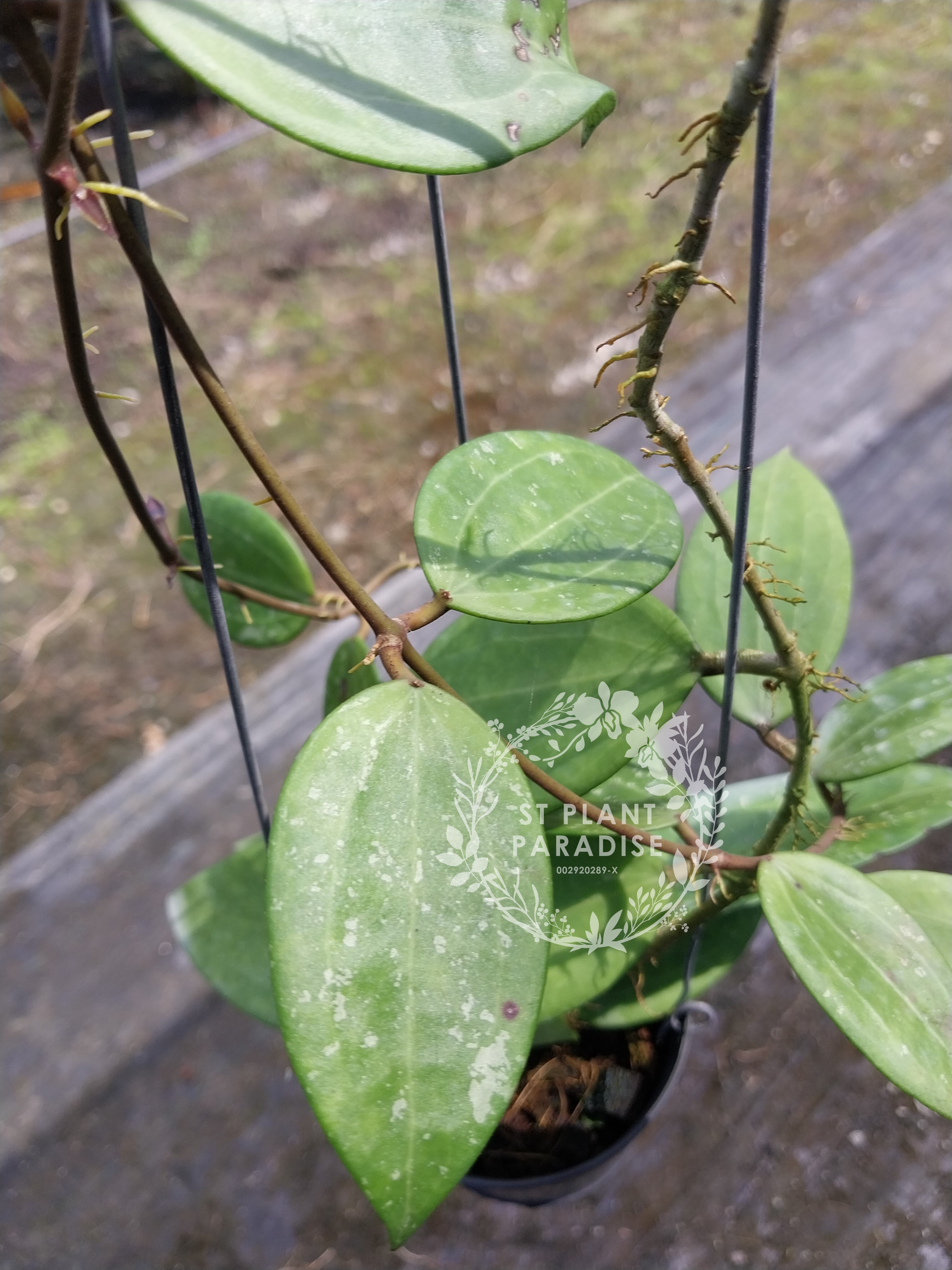 Hoya hanhiae Pink