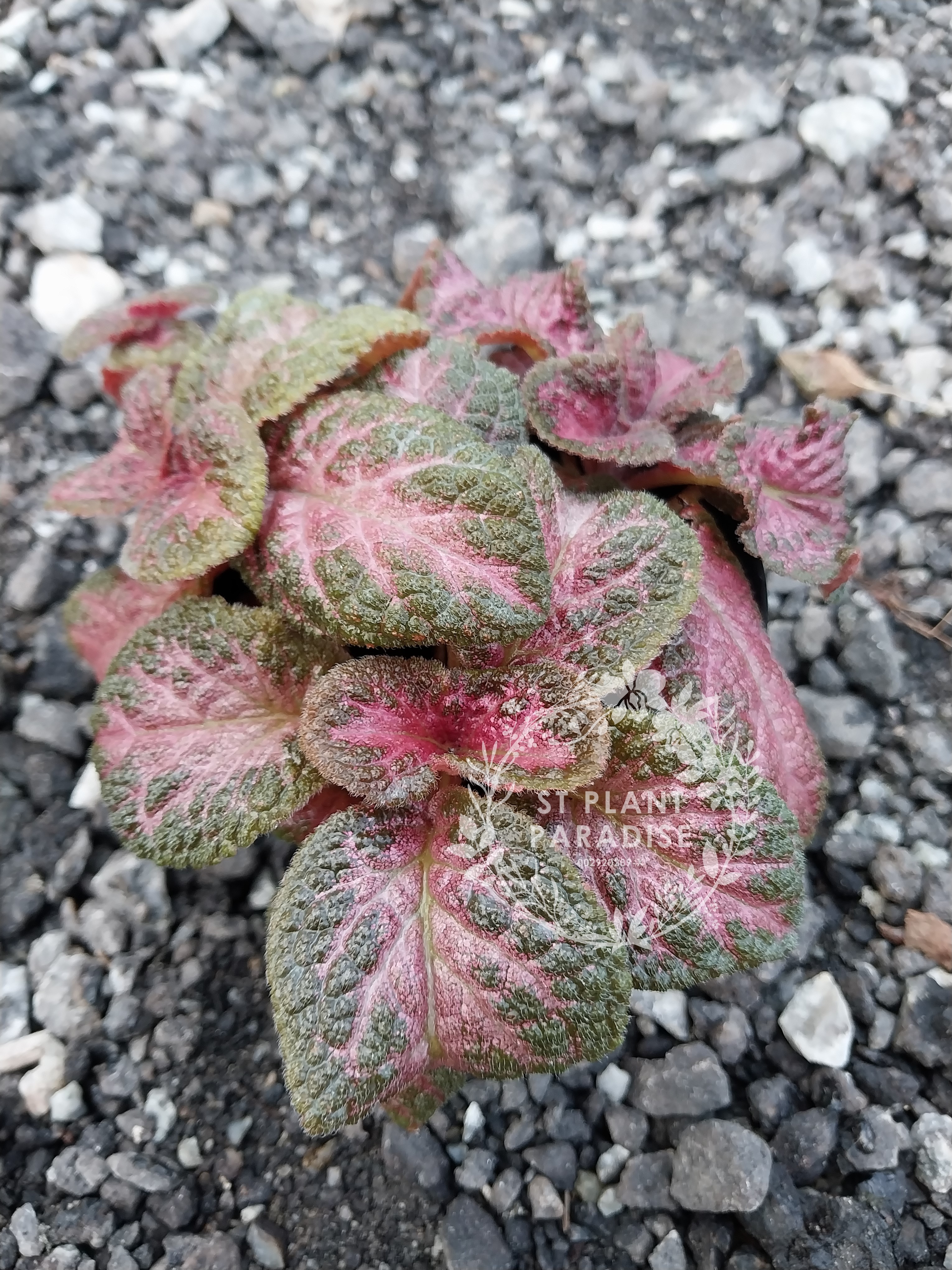 Episcia plants 