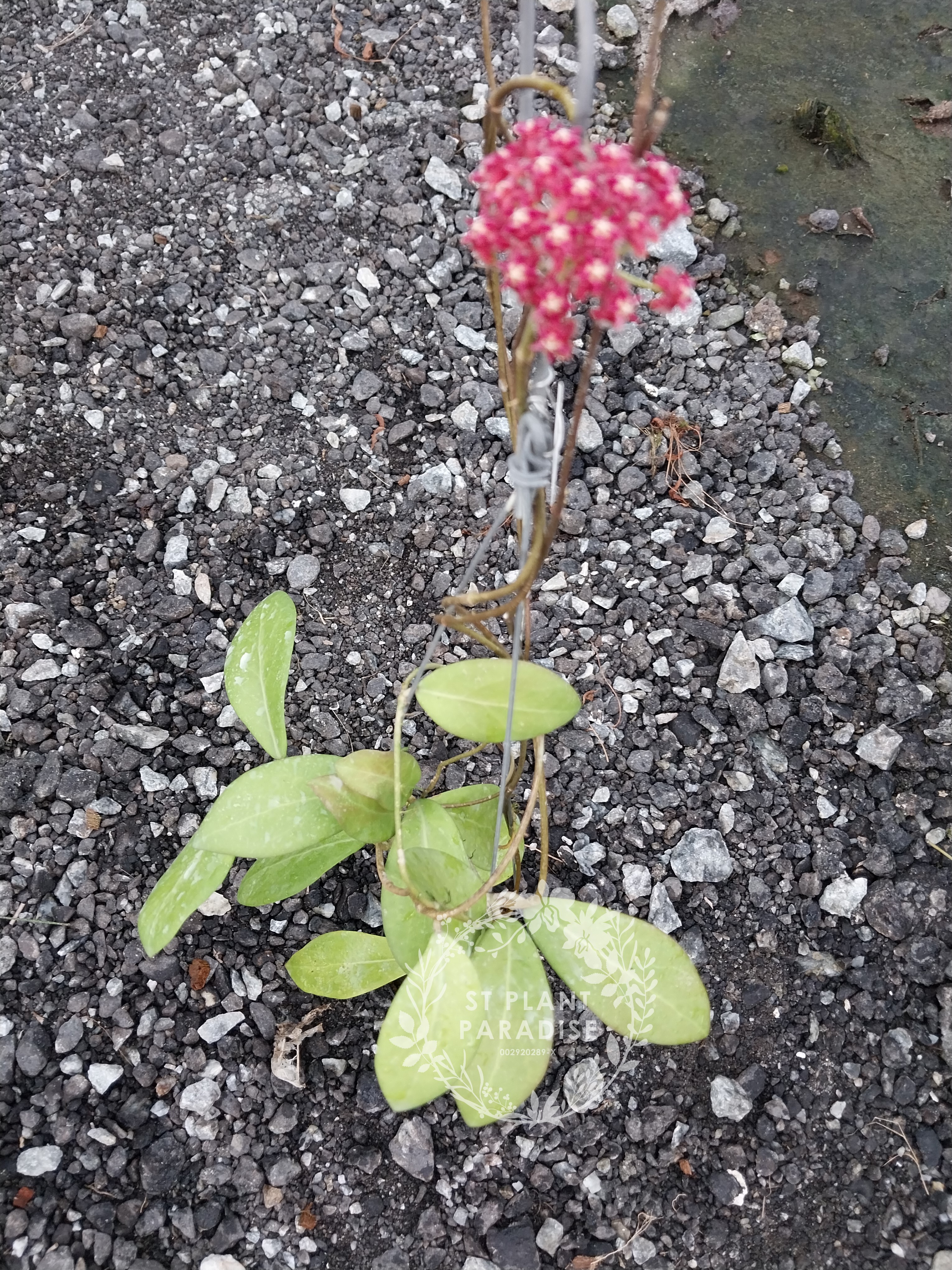 Hoya mindorensis Purple Star 