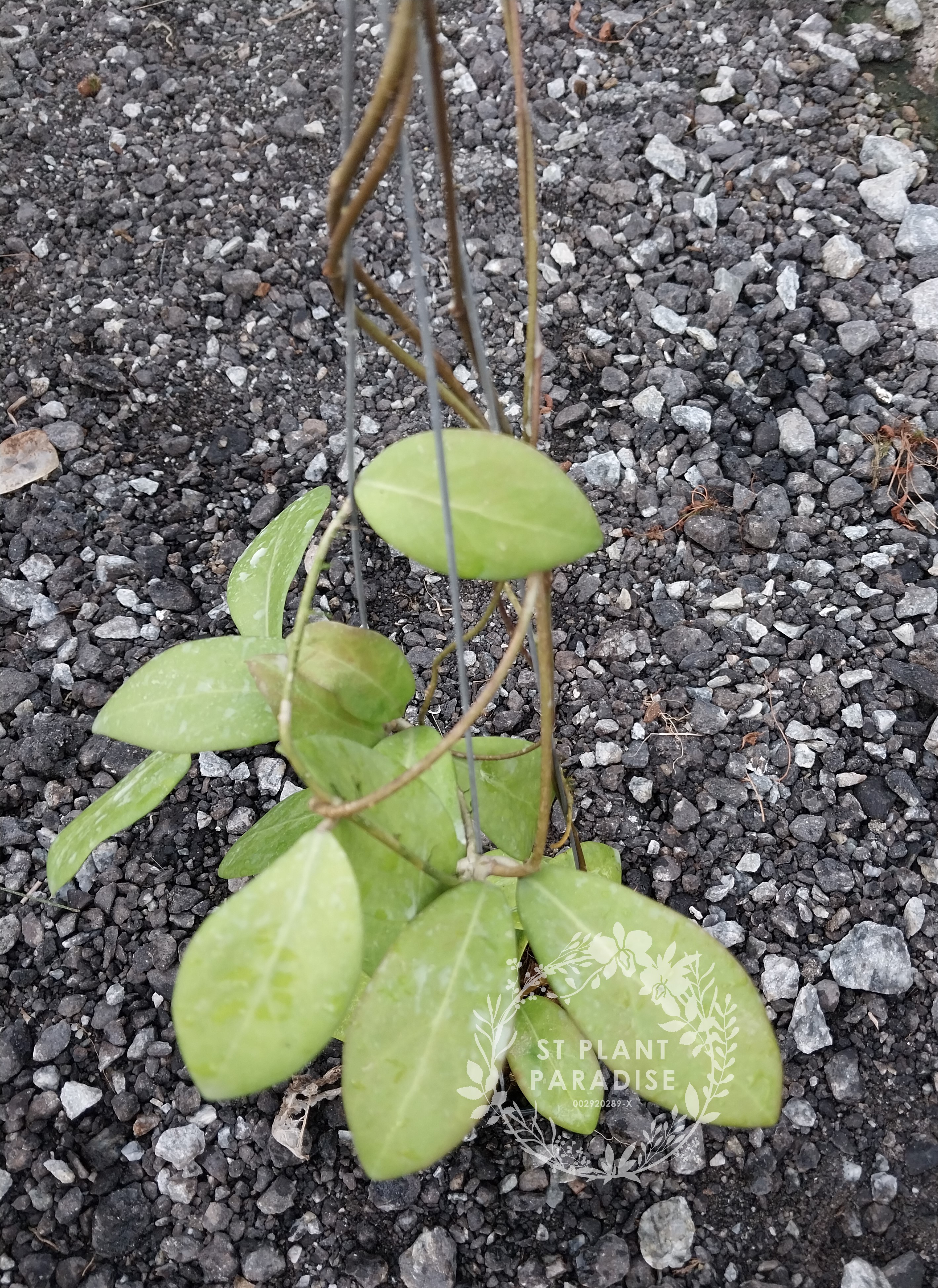 Hoya mindorensis Purple Star 