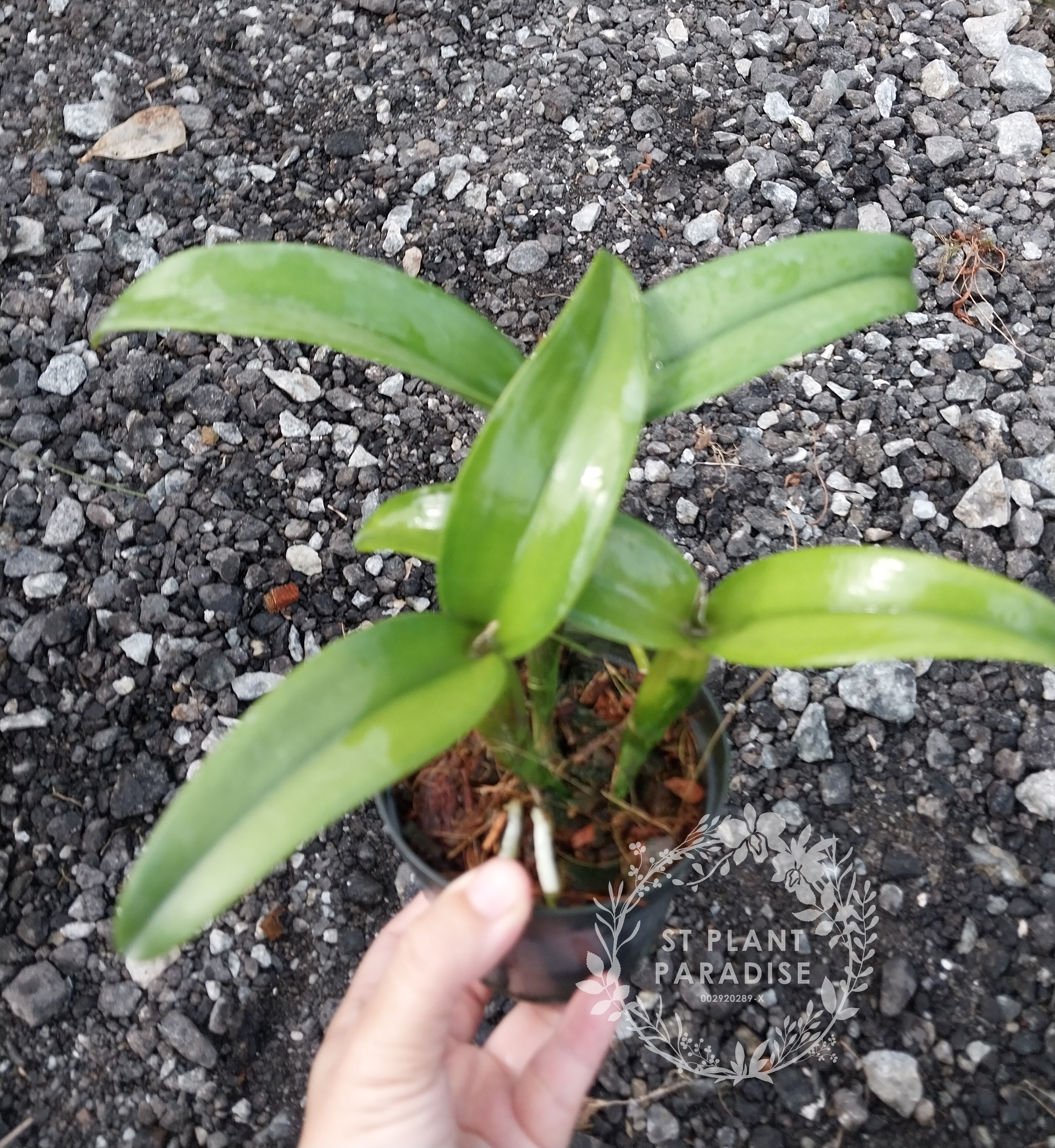 Cattleya Lc. Chocolate Drops