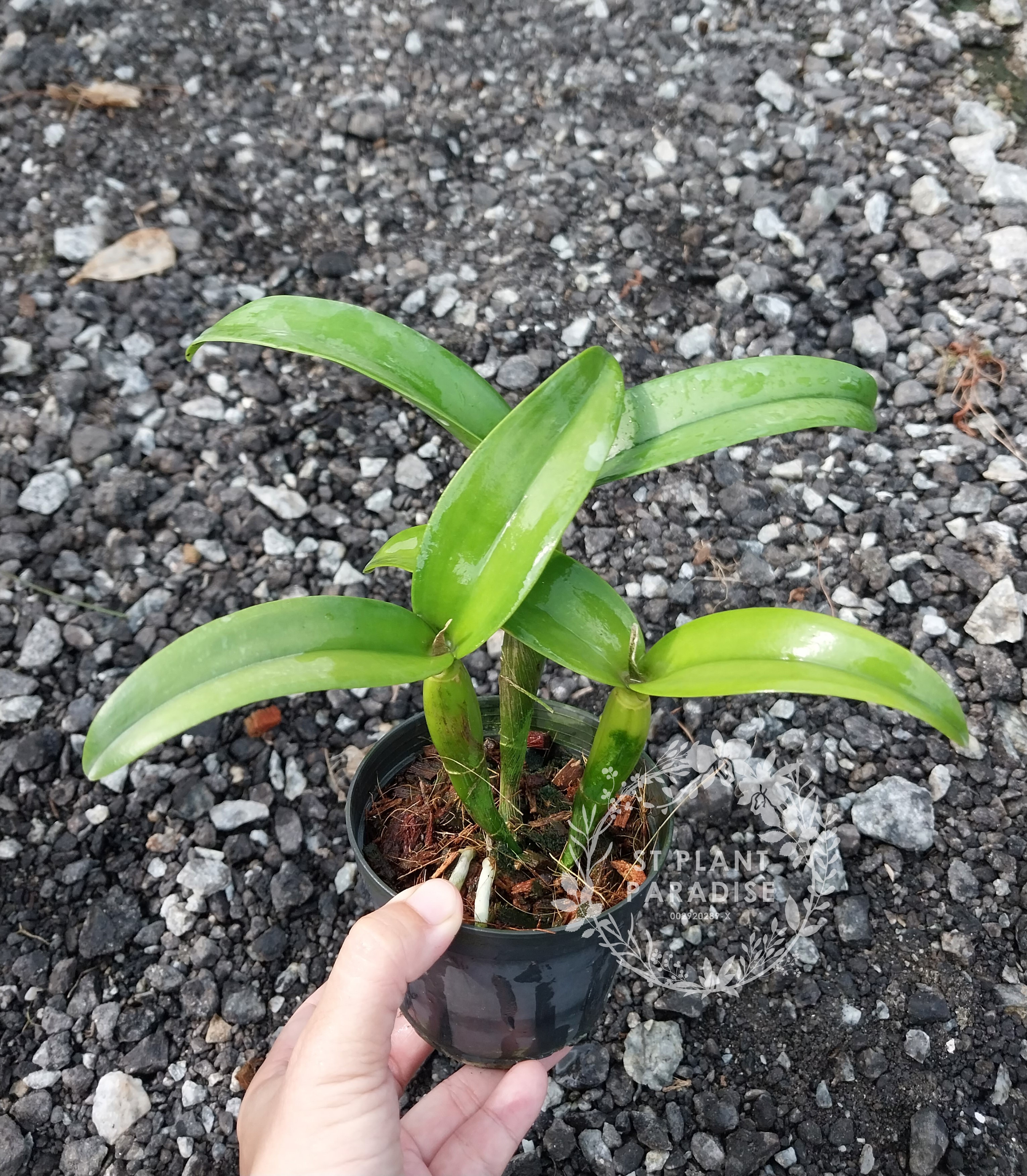 Cattleya Lc. Chocolate Drops