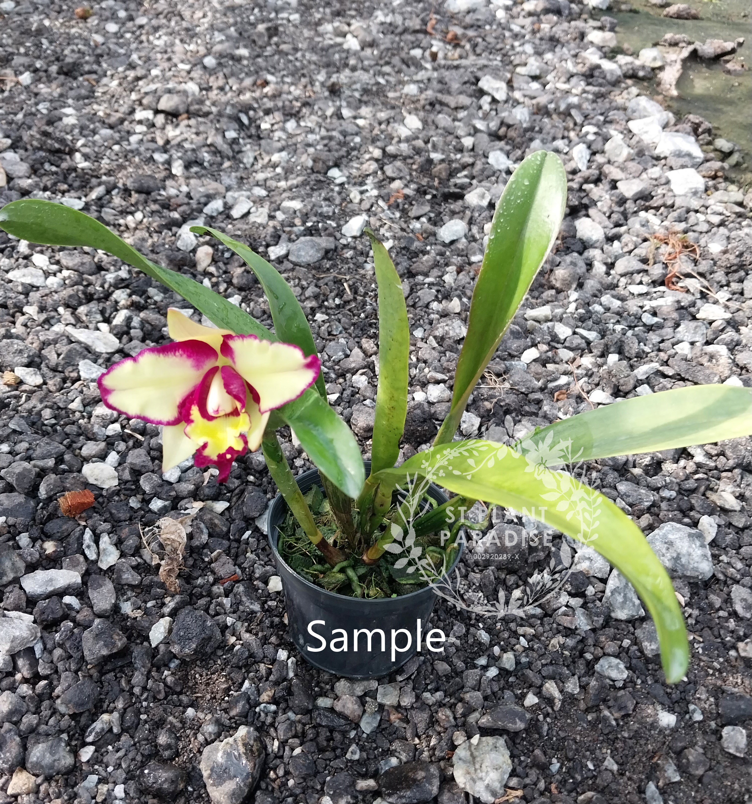 Cattleya purple yellow splash