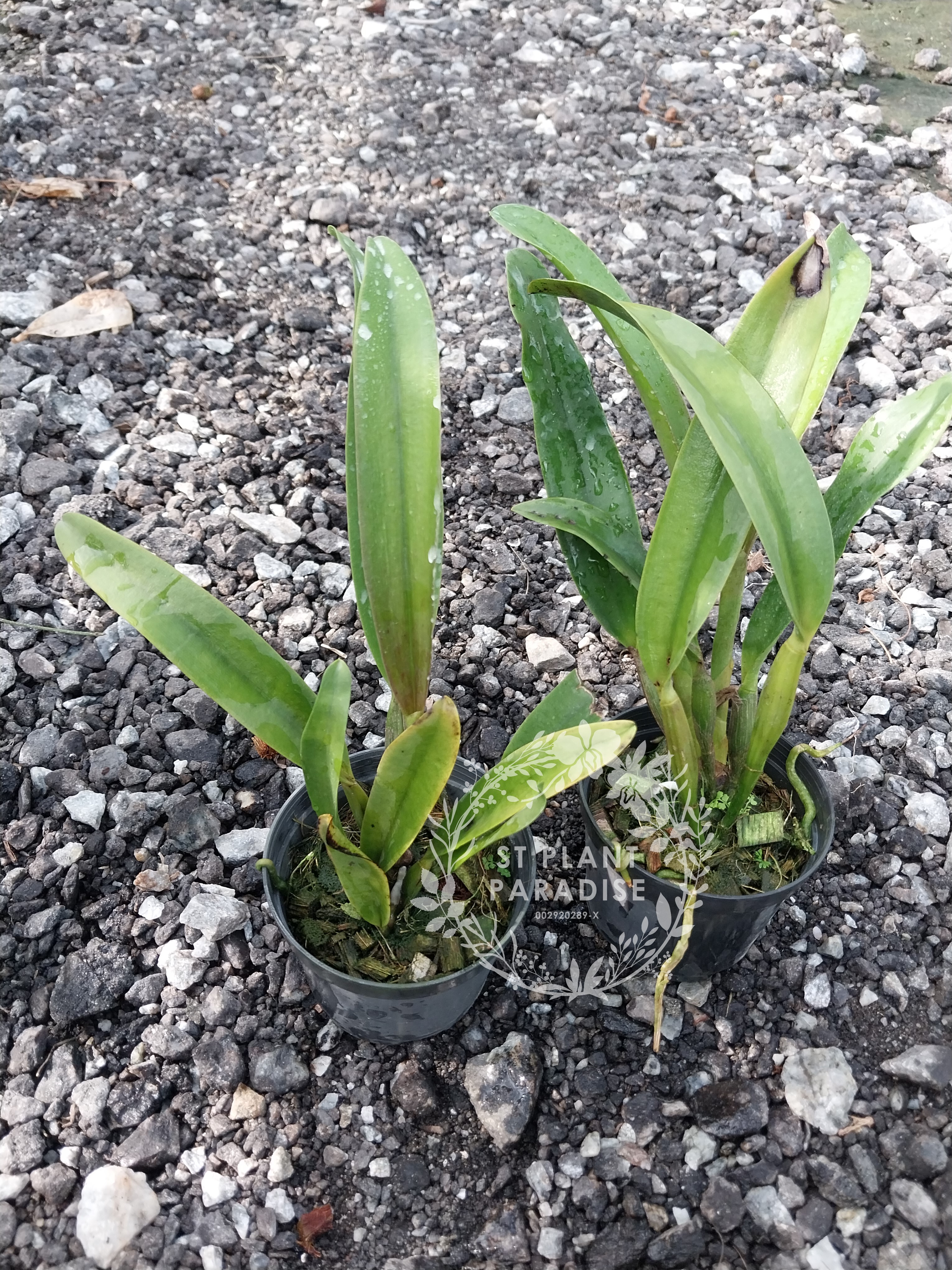 Cattleya purple yellow splash