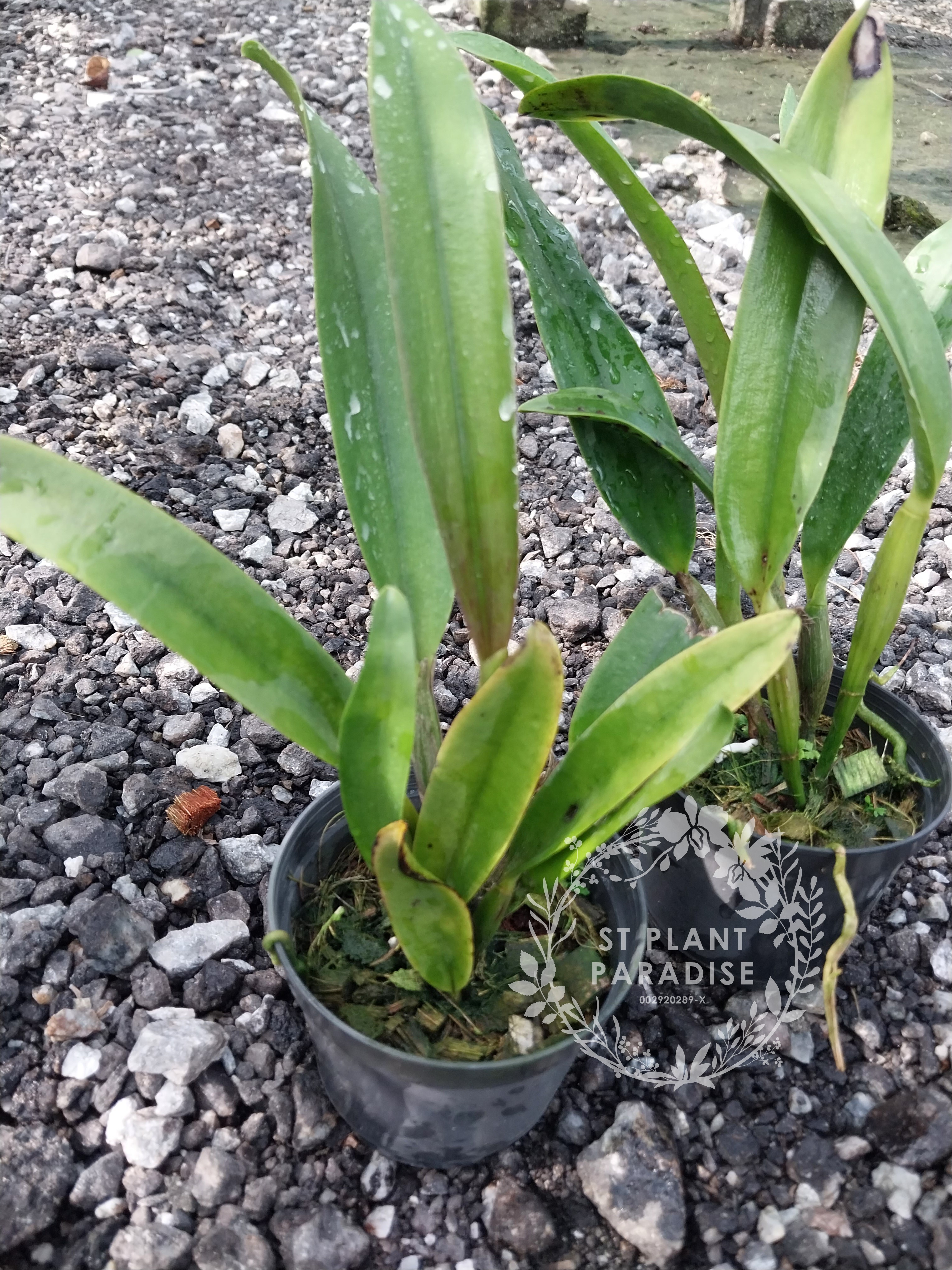 Cattleya purple yellow splash