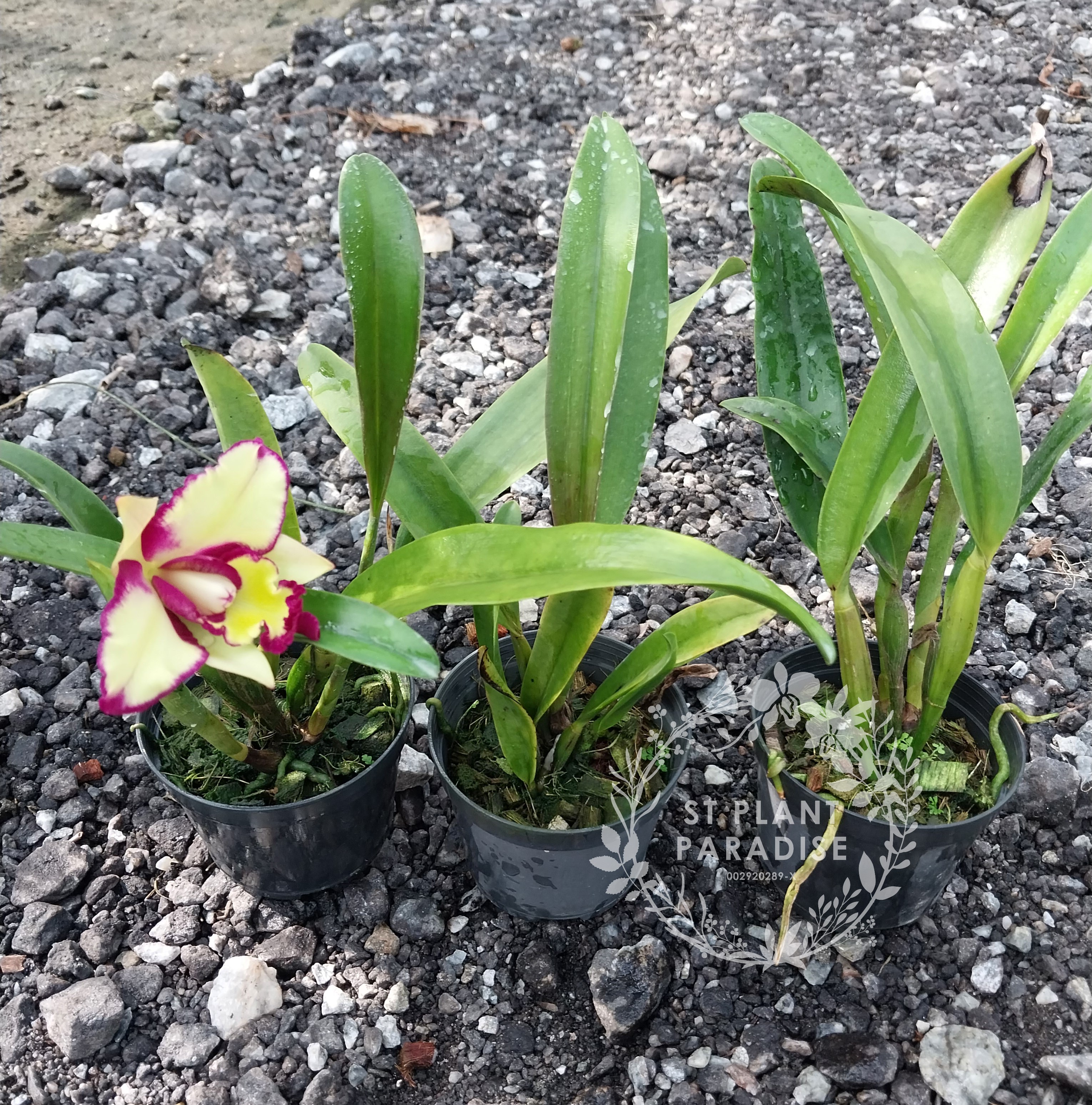 Cattleya purple yellow splash