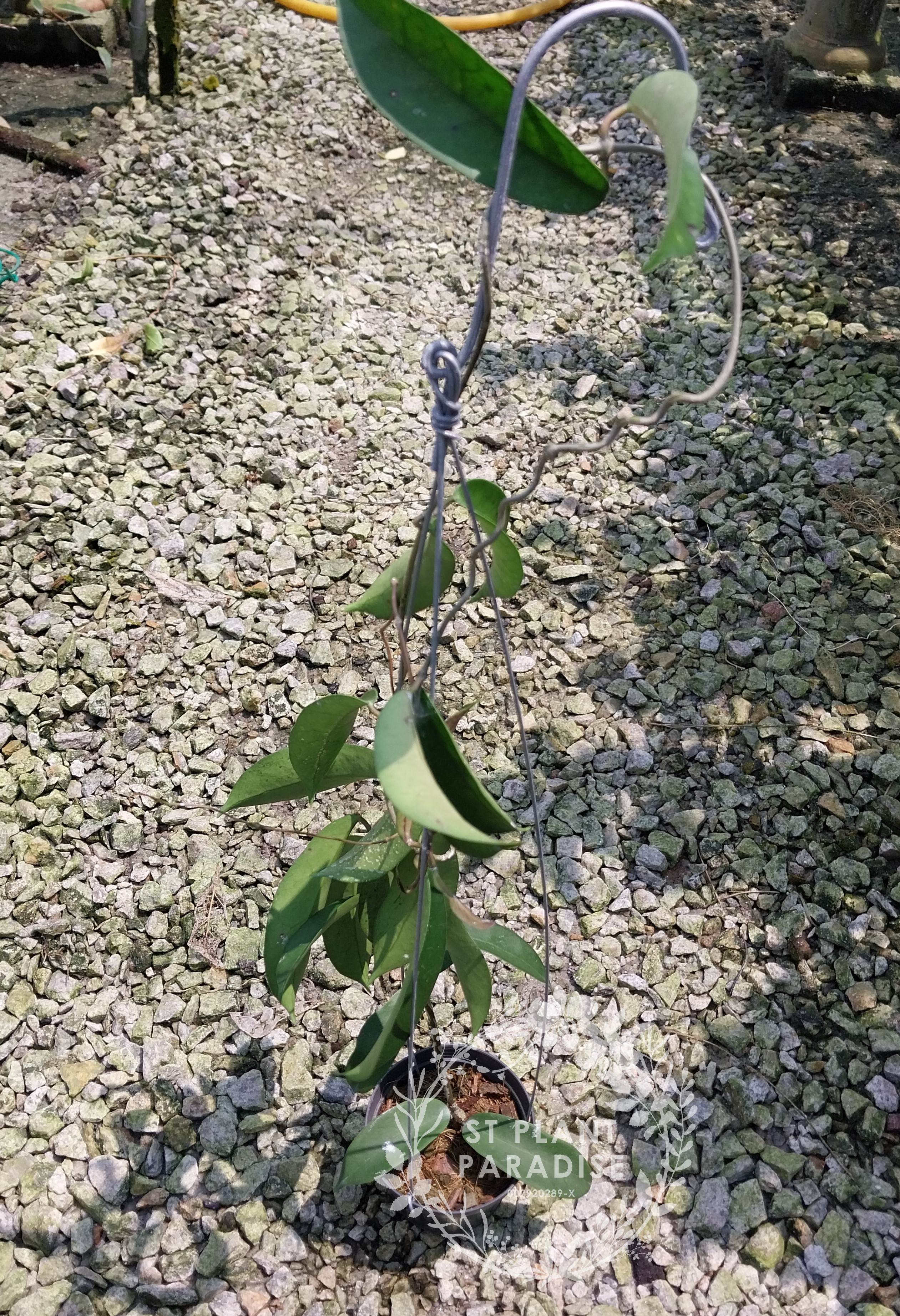 Hoya oblongacutifolia (aka hoya graveolens)