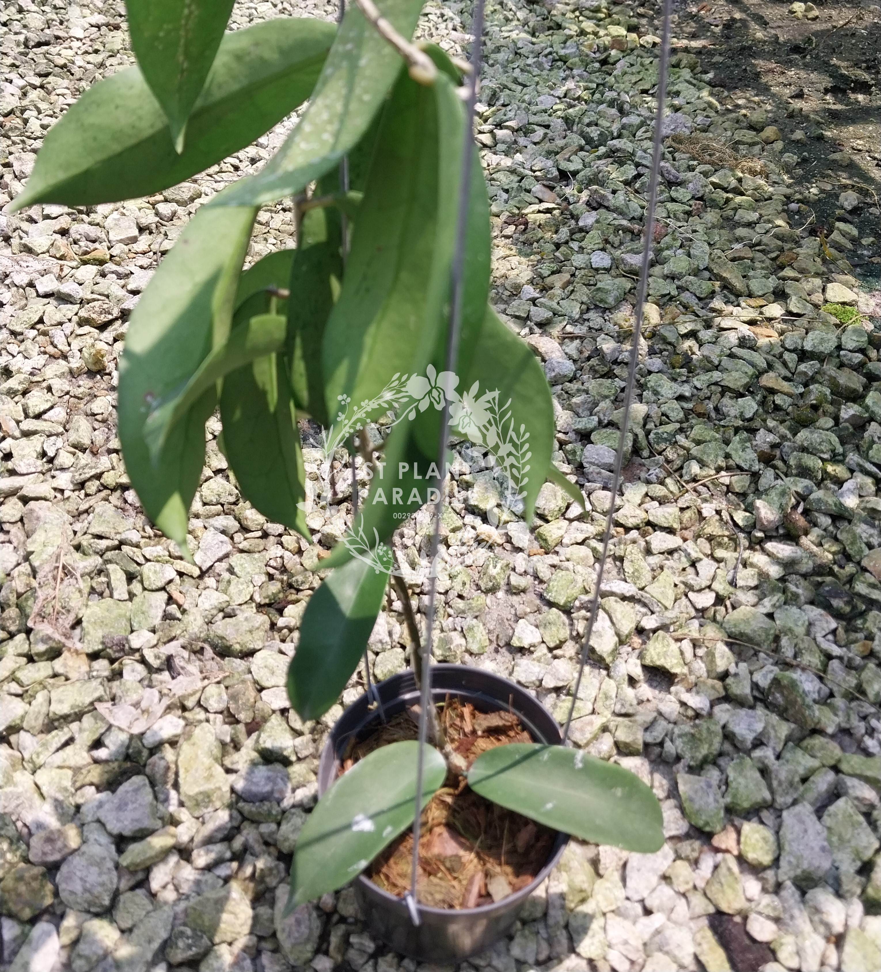 Hoya oblongacutifolia (aka hoya graveolens)