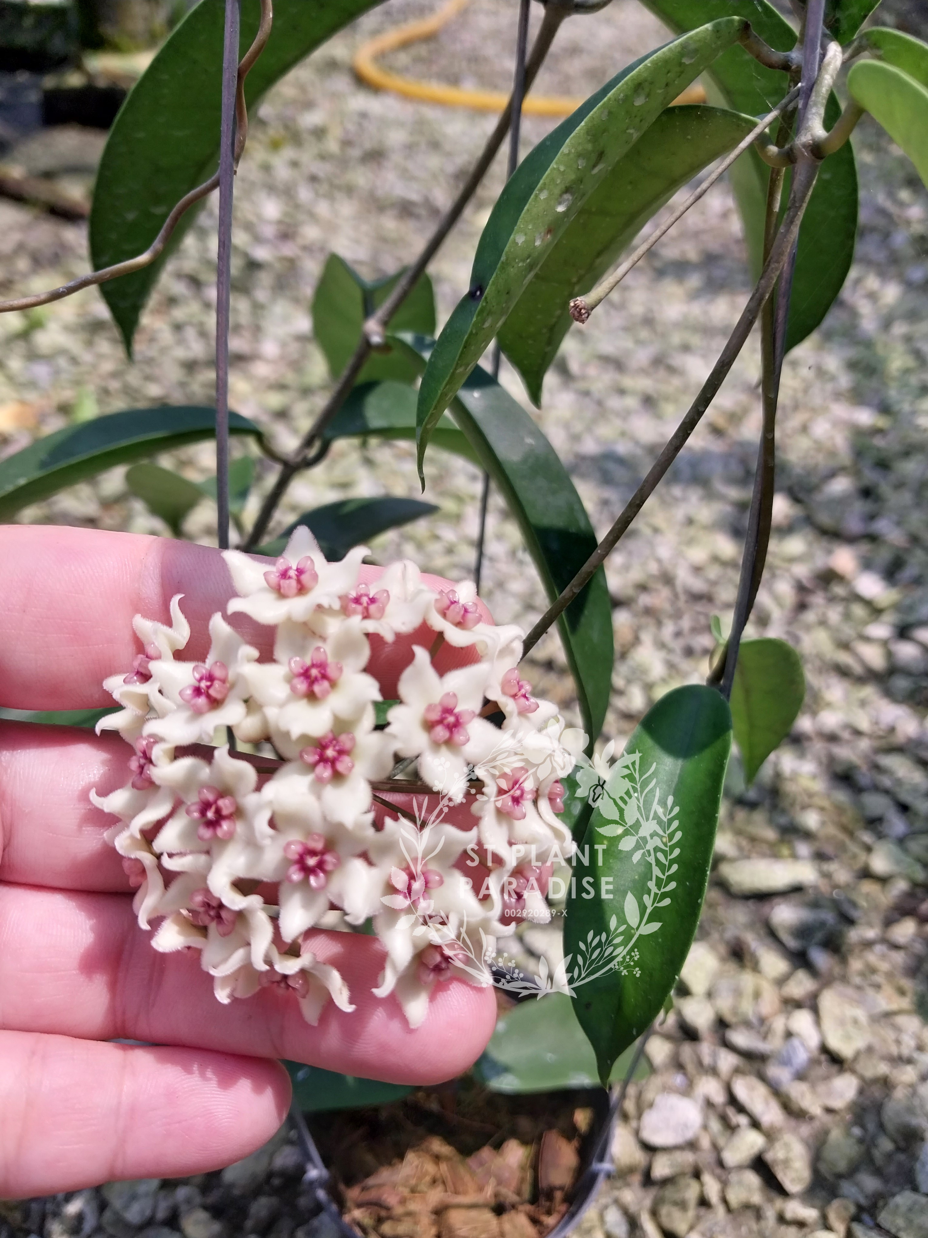 Hoya oblongacutifolia (aka hoya graveolens)