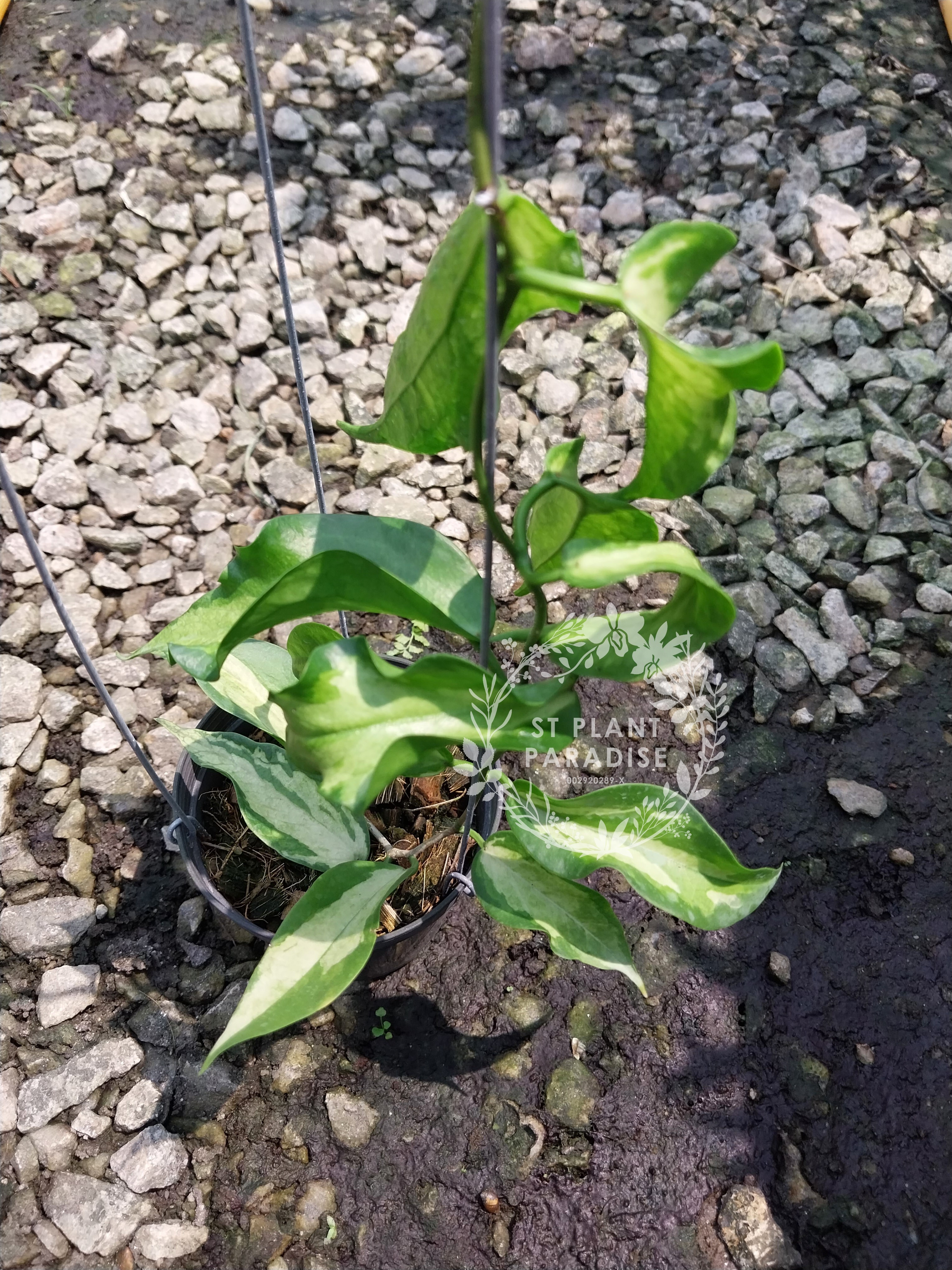 Hoya kenejiana variegated 