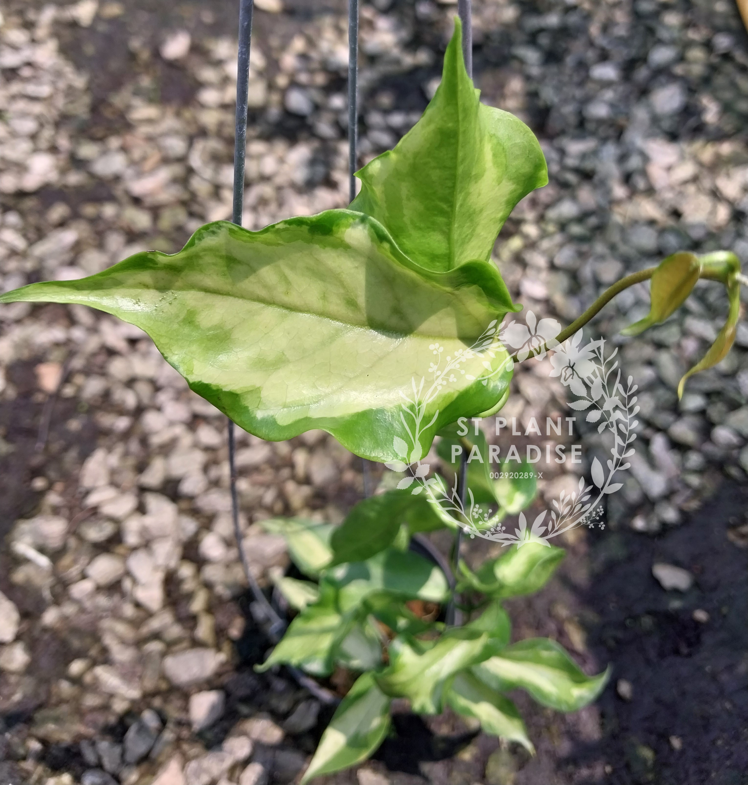 Hoya kenejiana variegated 