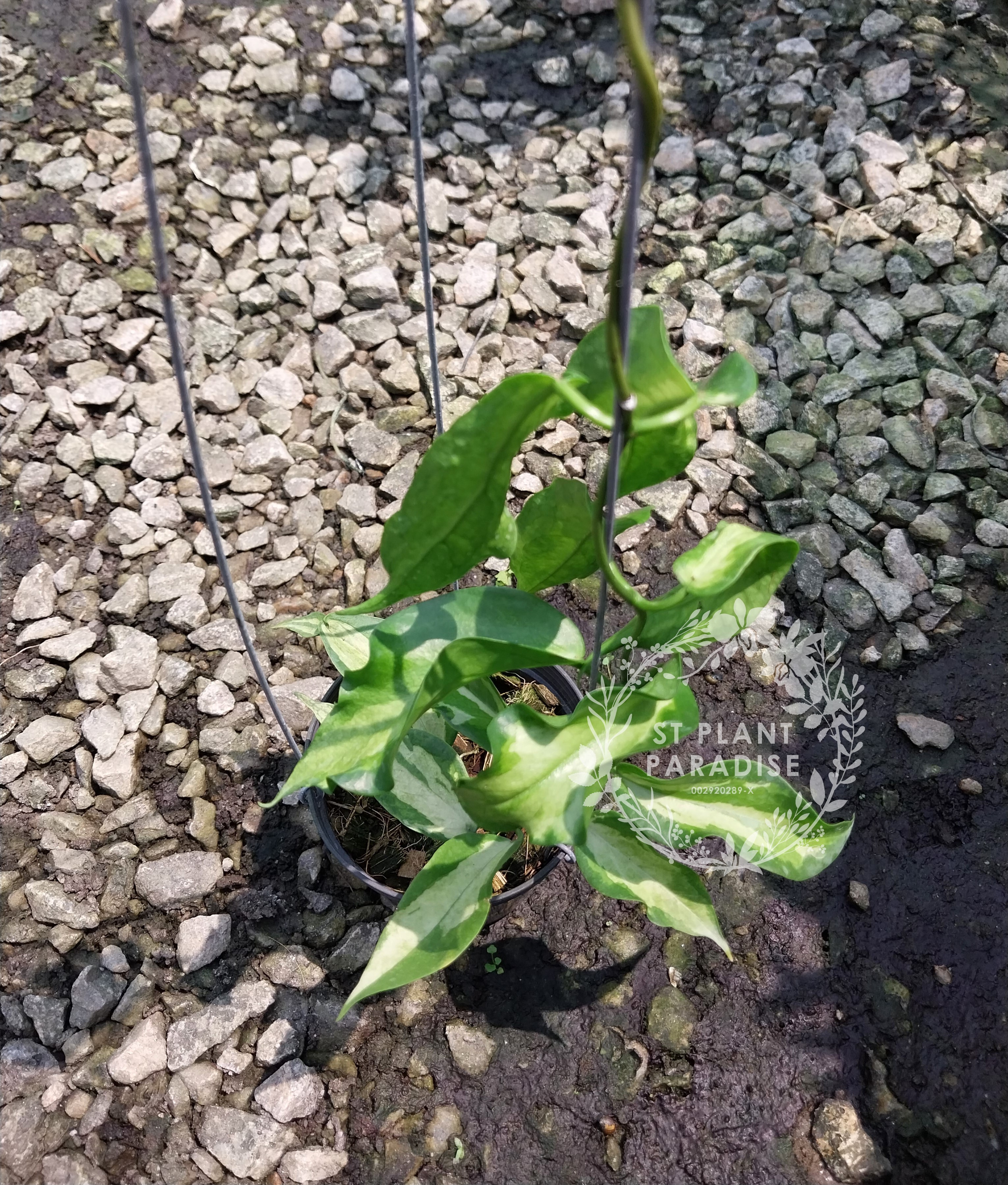 Hoya kenejiana variegated 