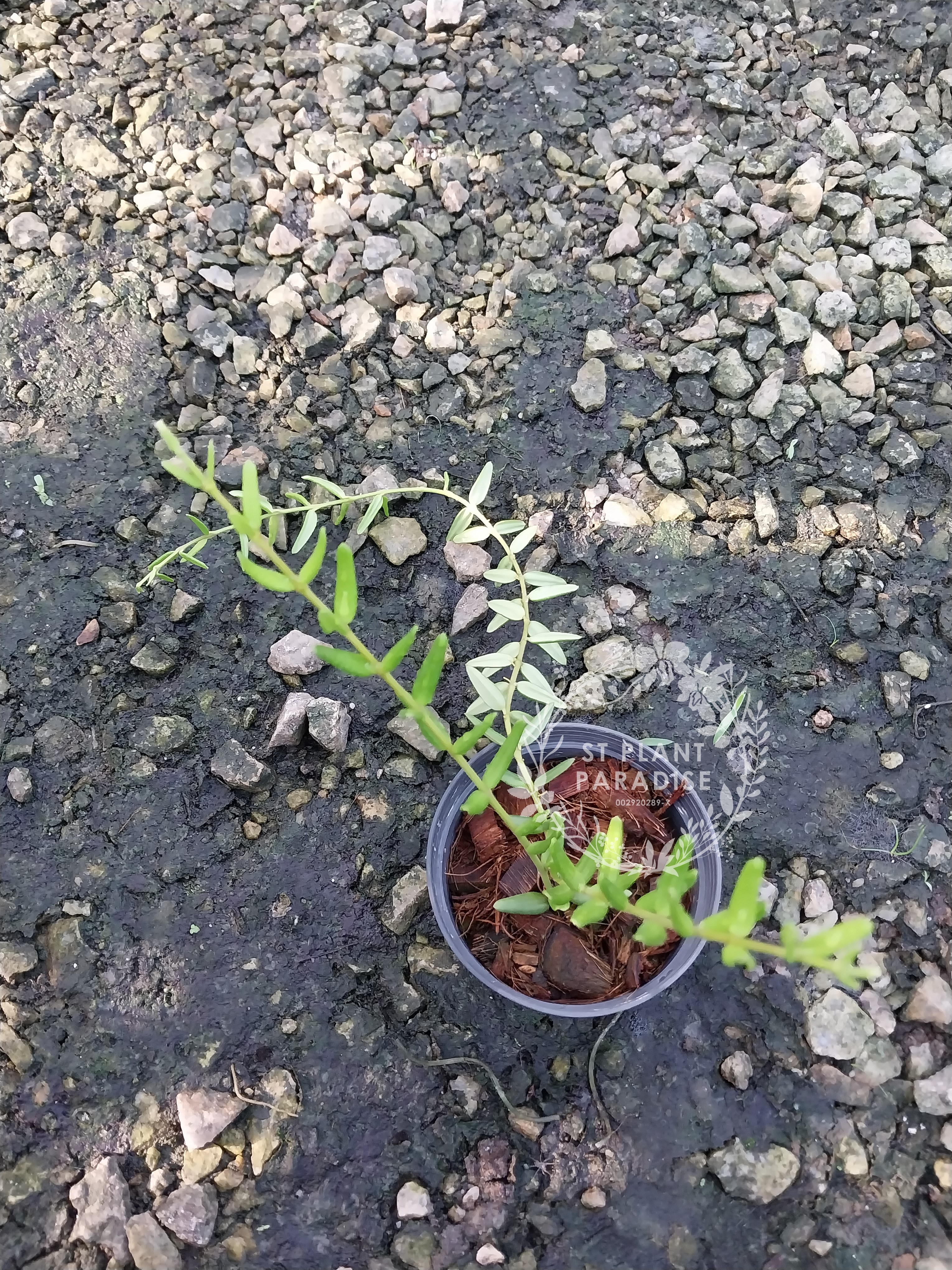 Hoya engleriana