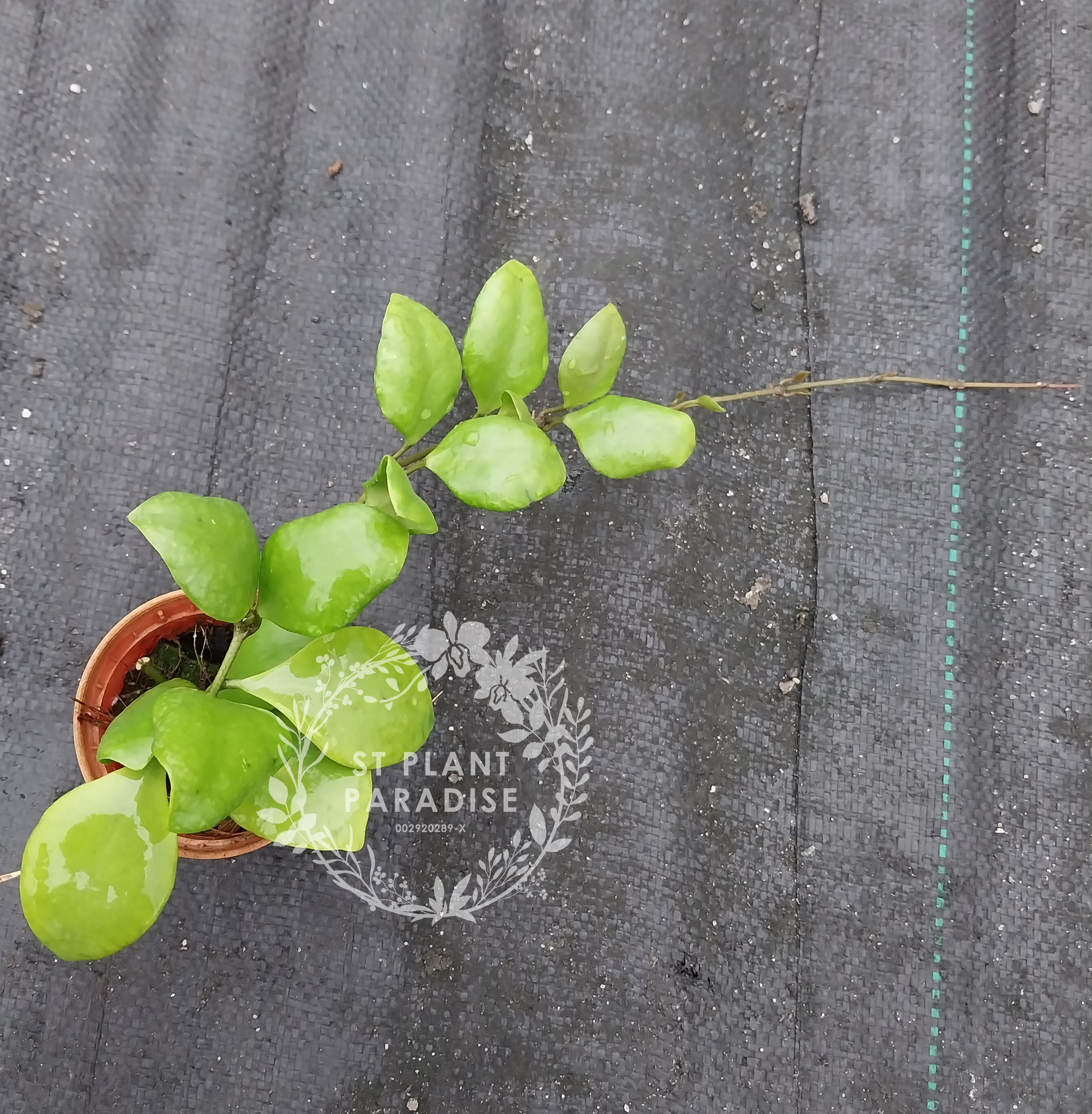 Suprise Hoya Gift Box 