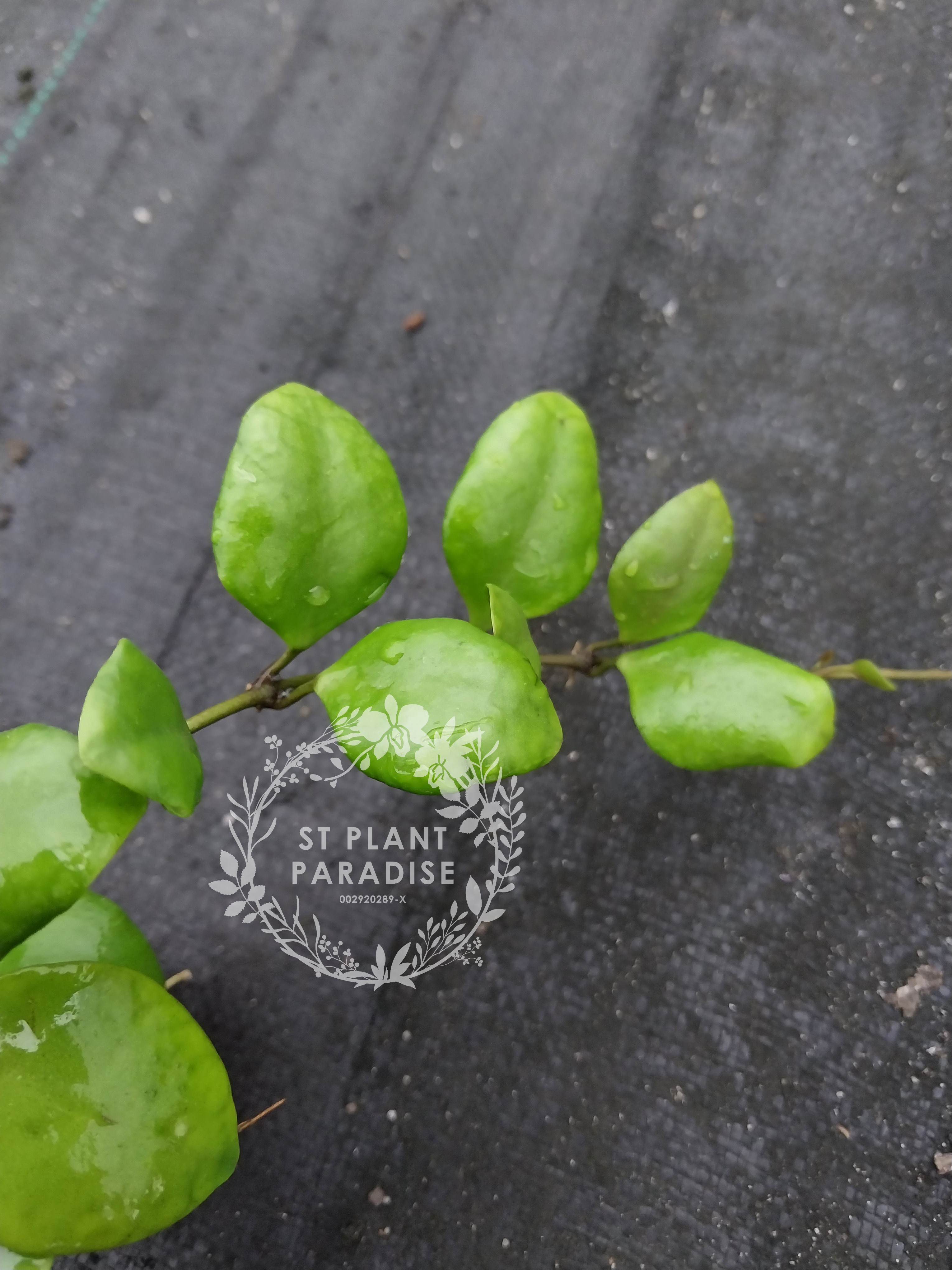 Suprise Hoya Gift Box 