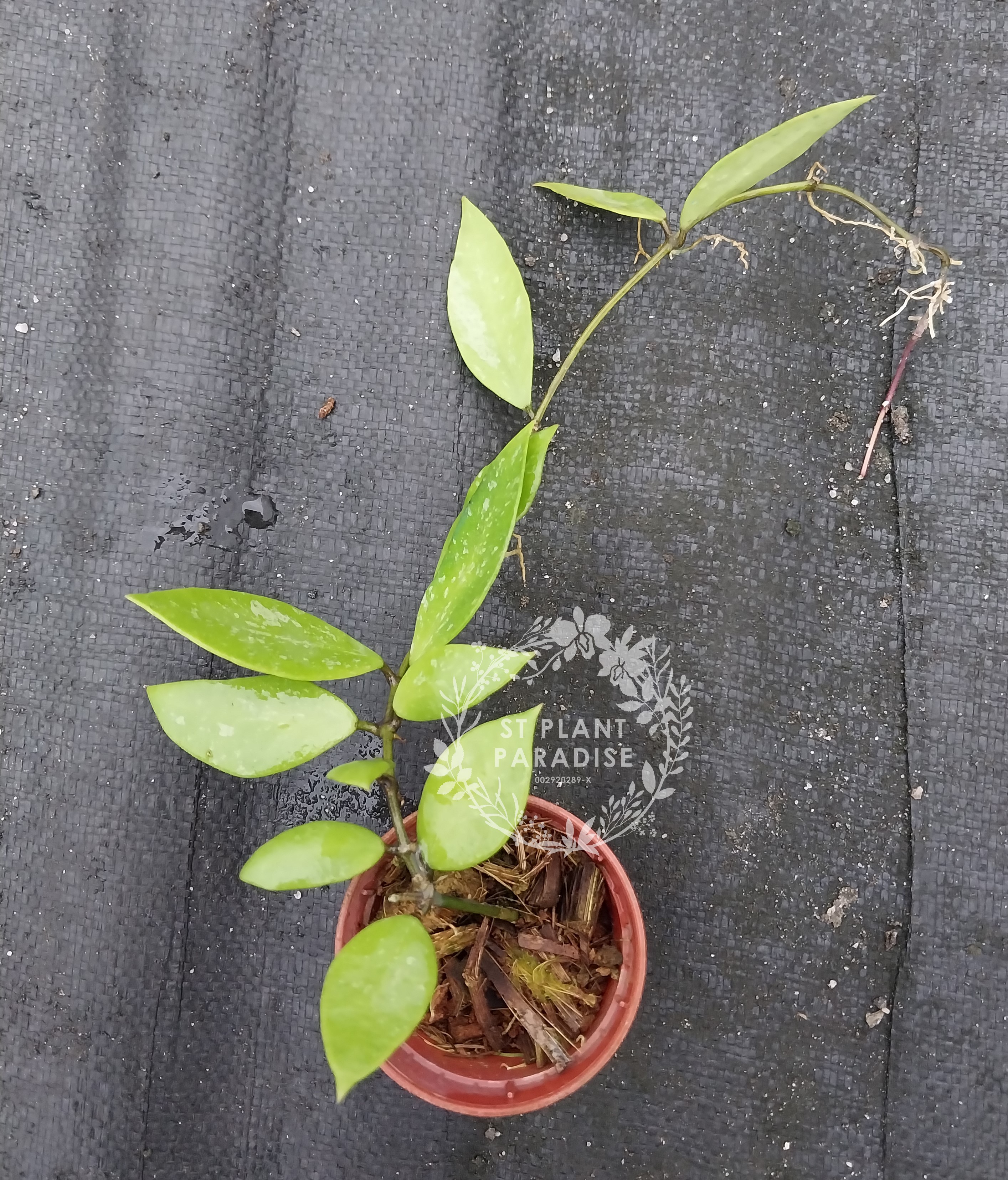 Suprise Hoya Gift Box 