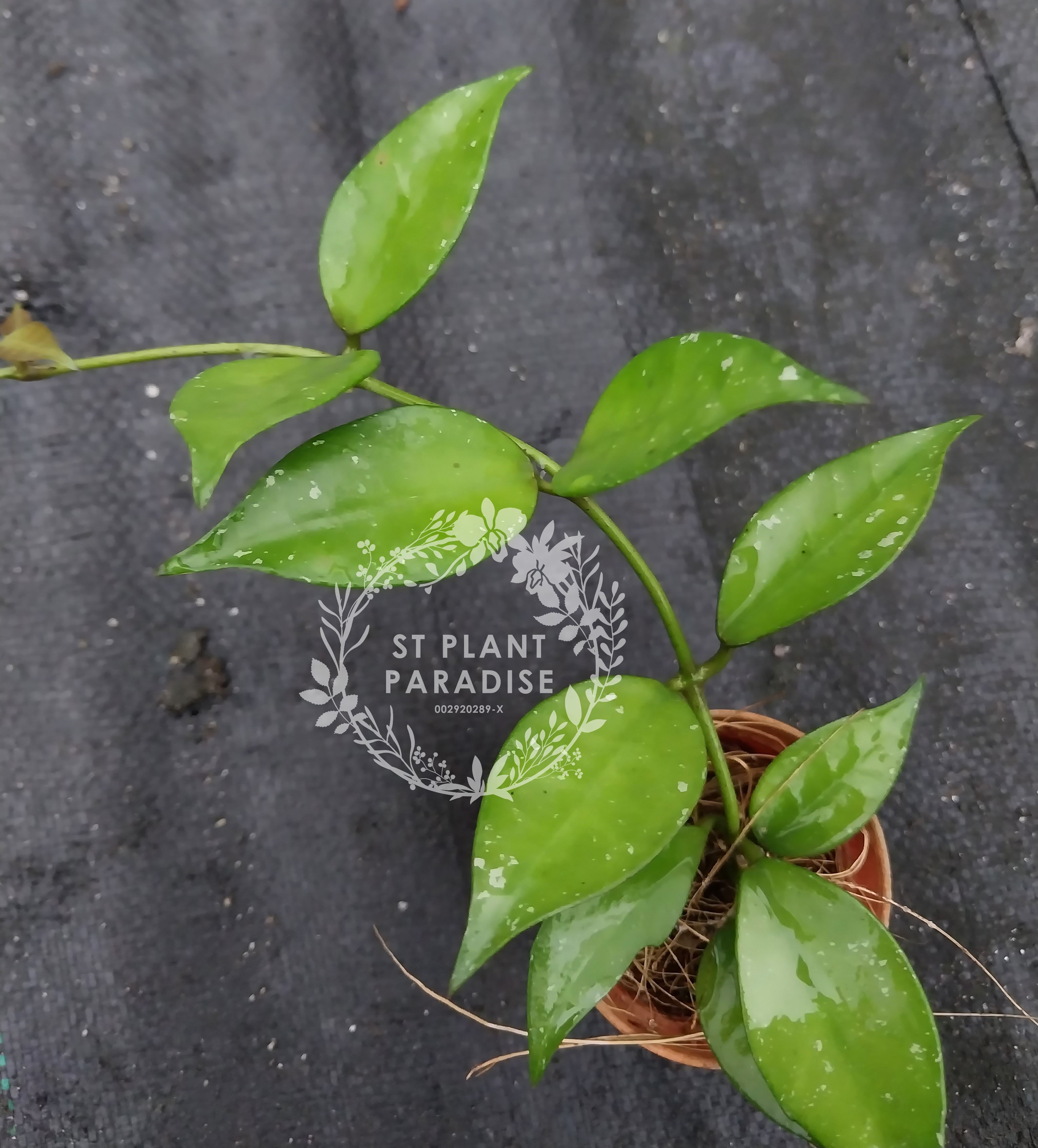 Suprise Hoya Gift Box 