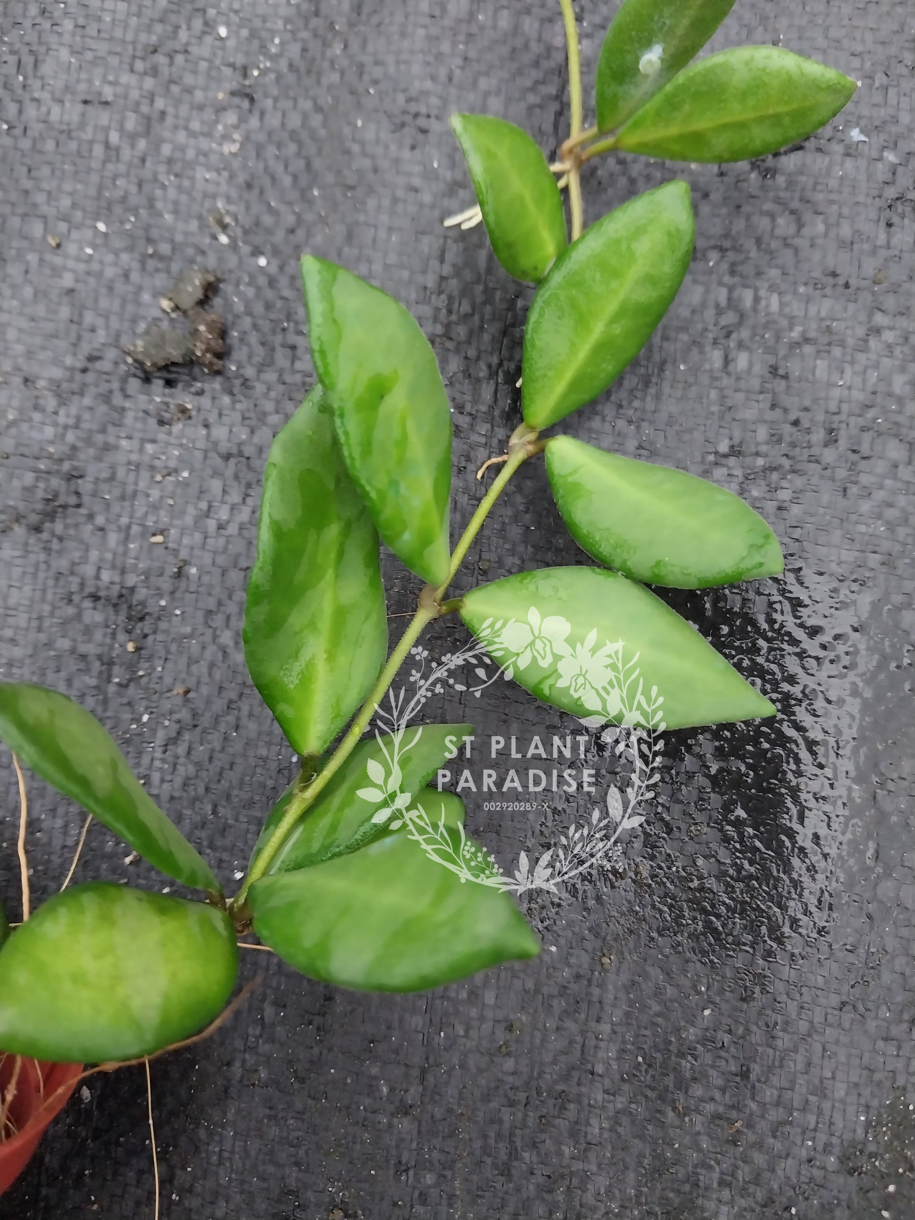 Suprise Hoya Gift Box 