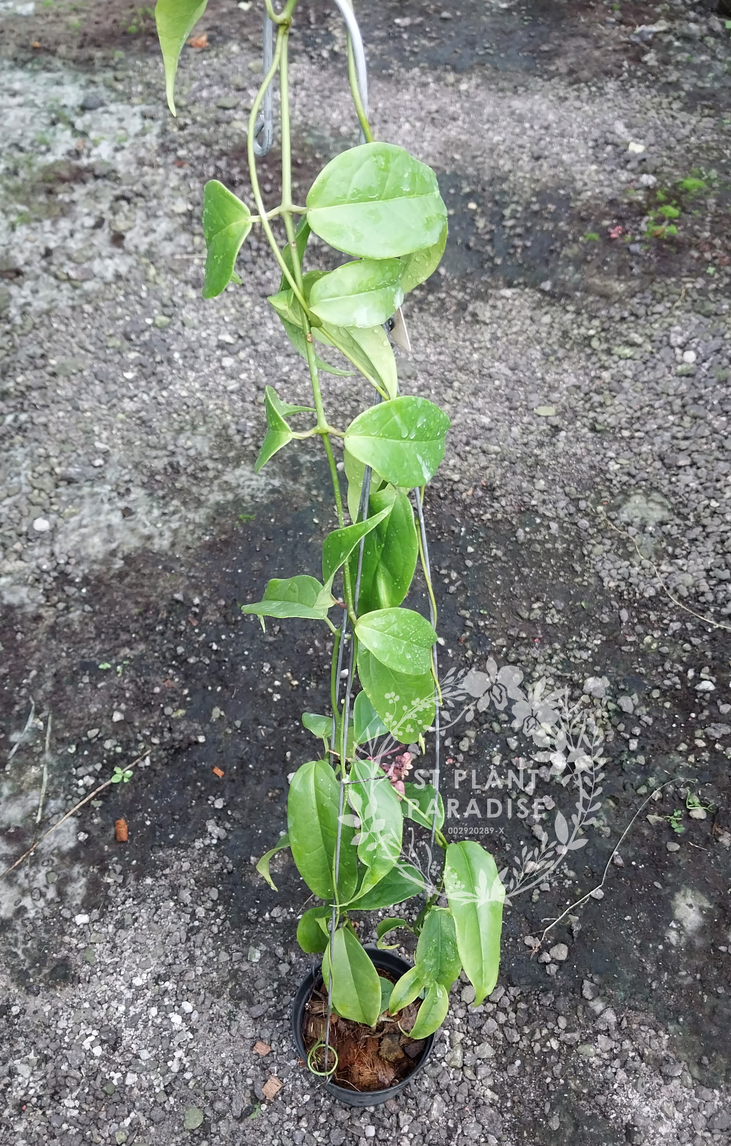 Hoya buotii (Big Plant)