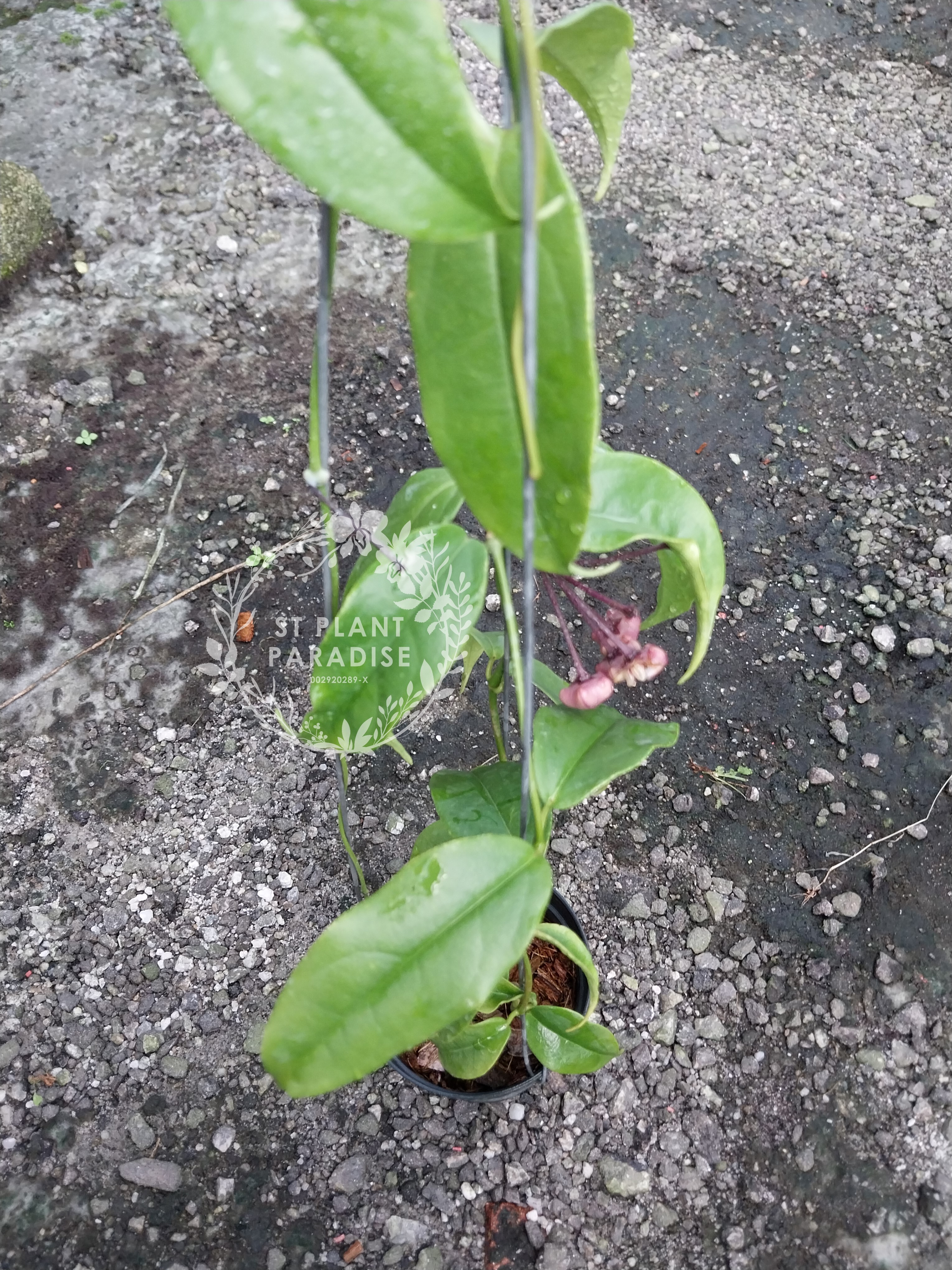 Hoya buotii (Big Plant)