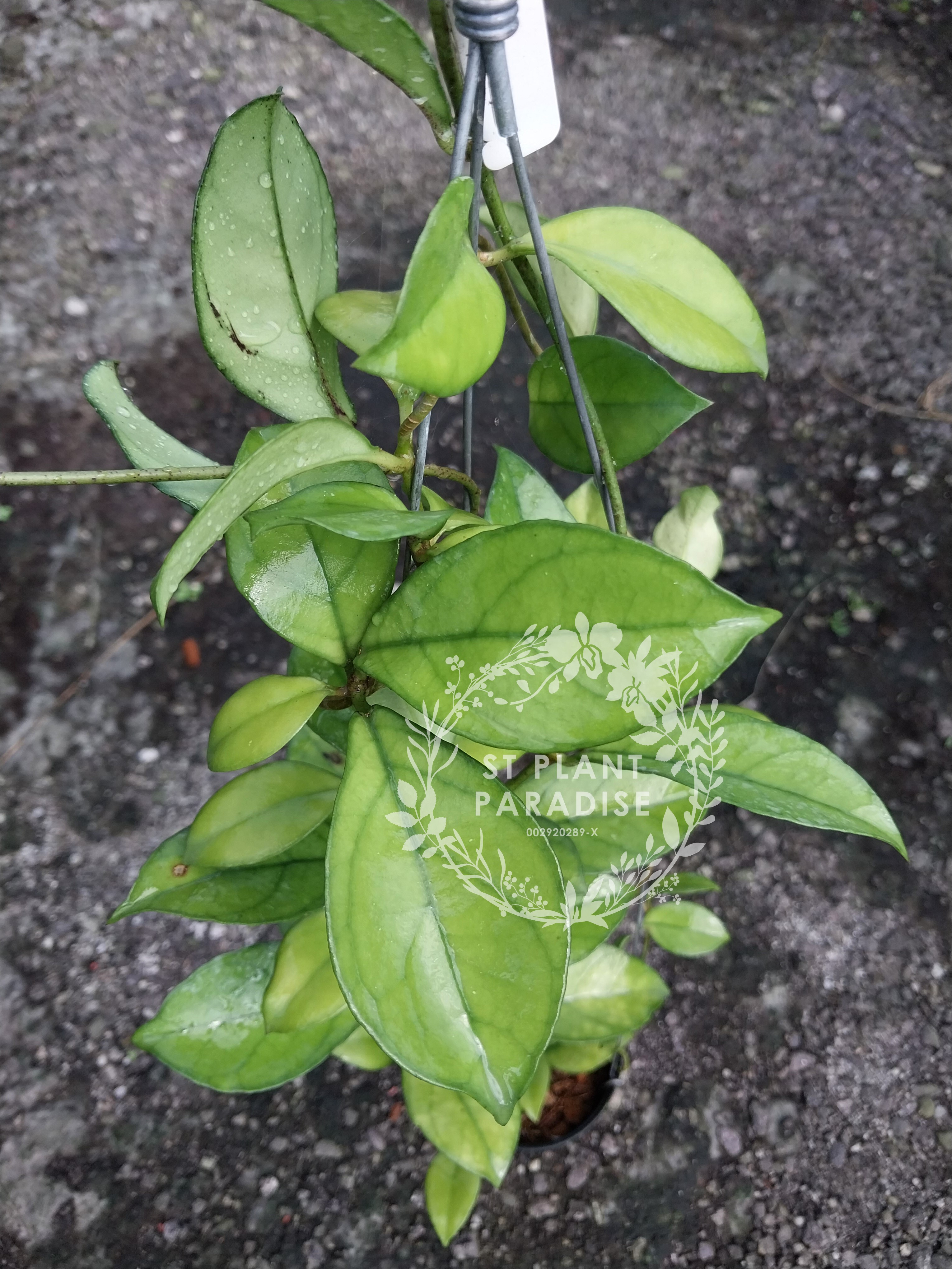 Hoya crassipetiolata