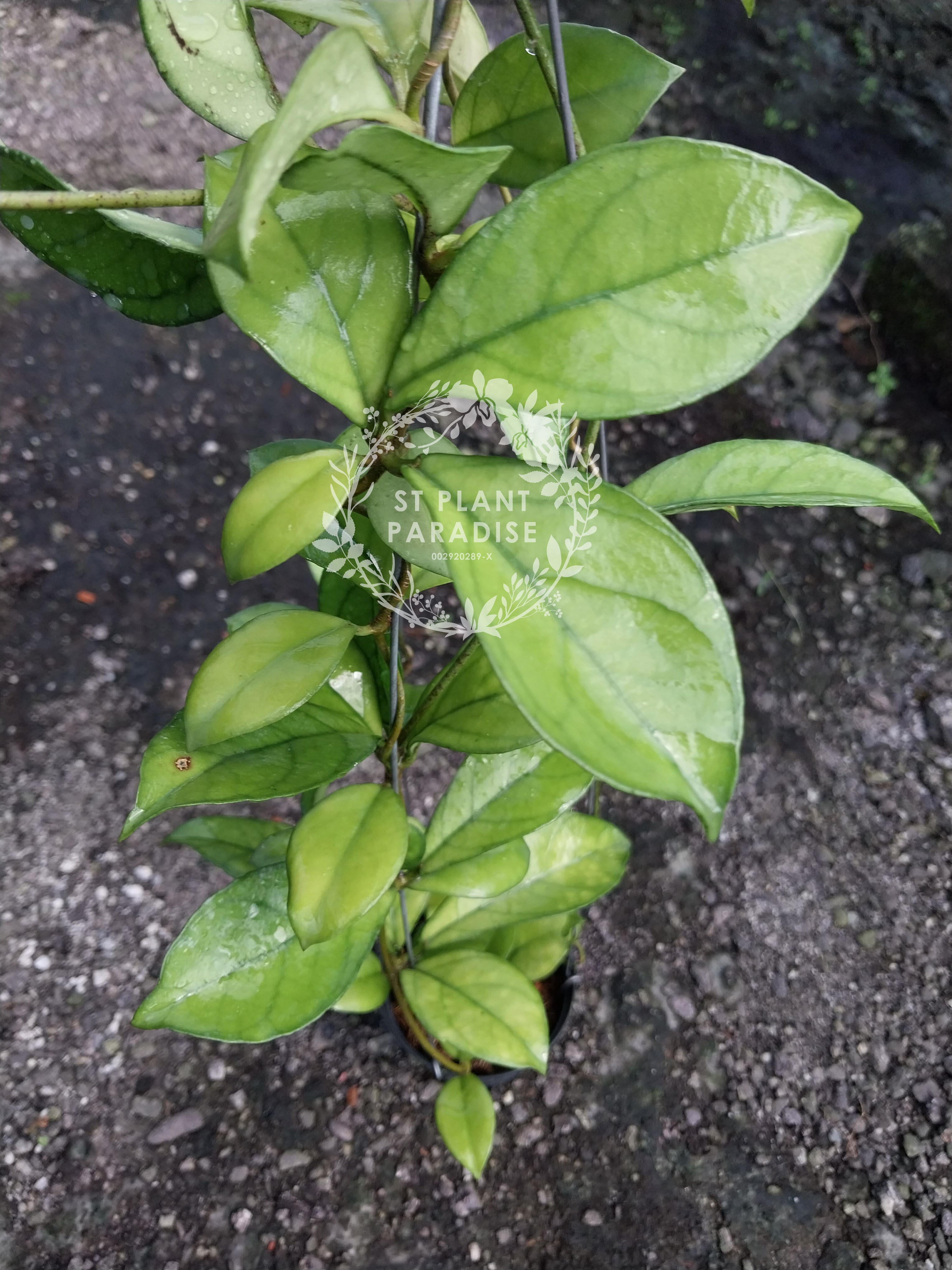 Hoya crassipetiolata