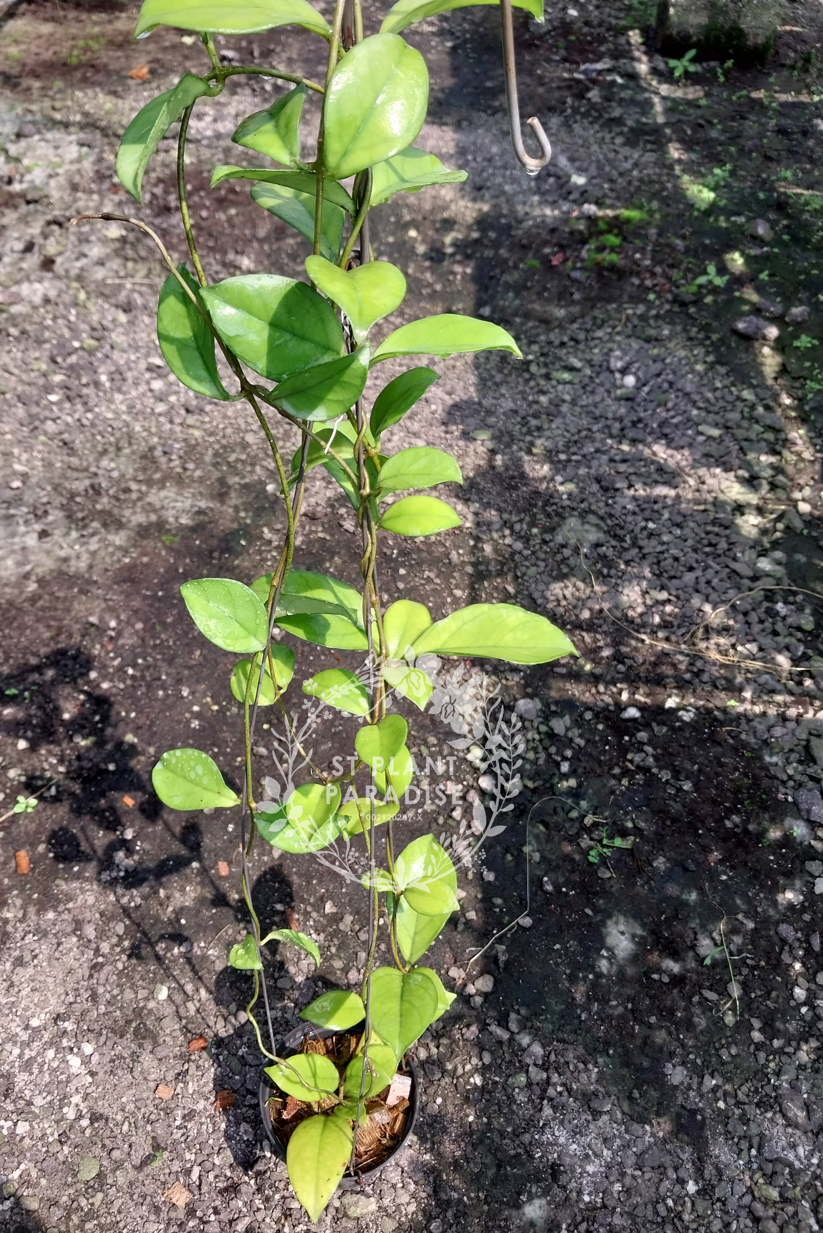 Hoya crassipetiolata