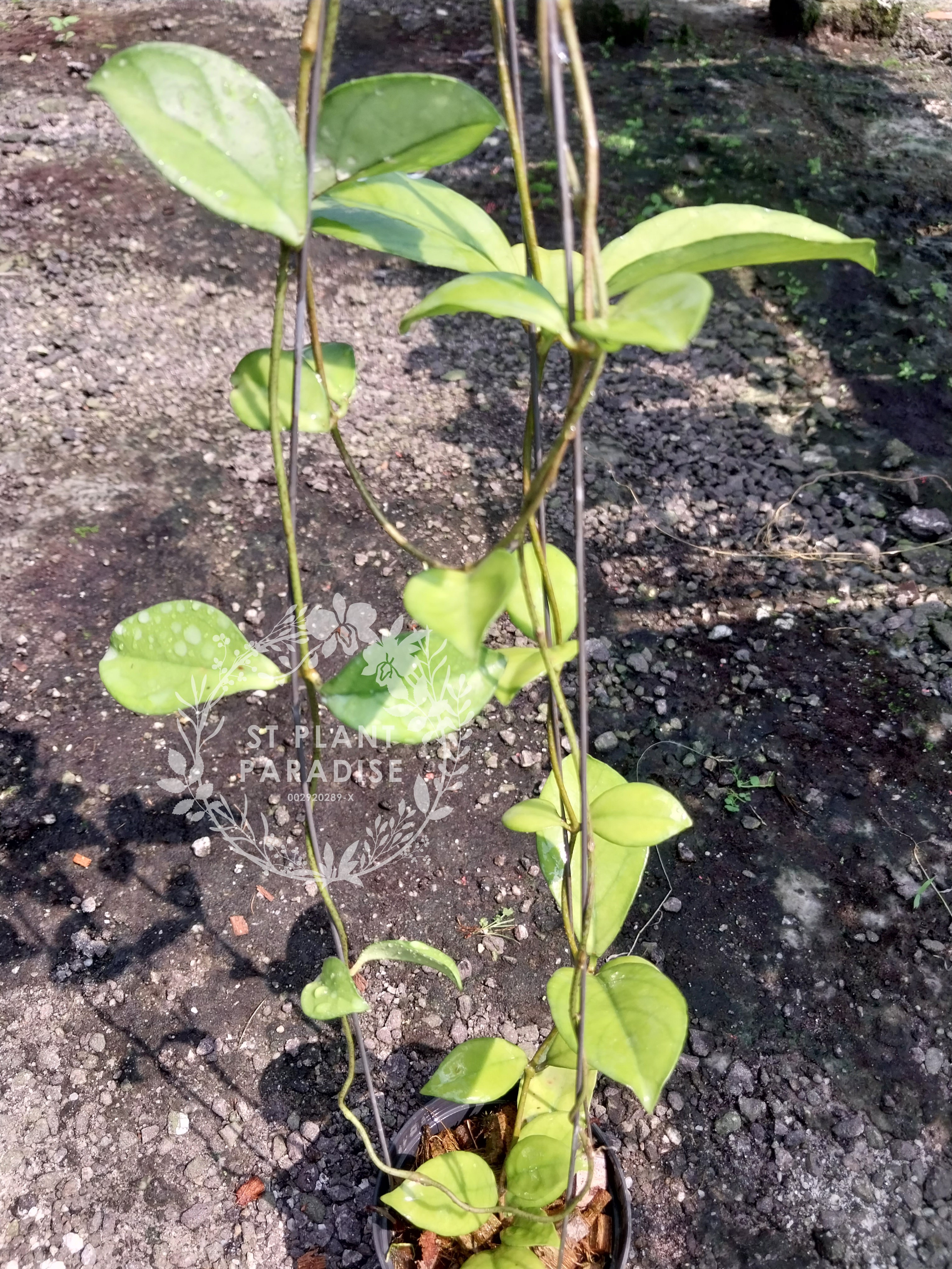 Hoya crassipetiolata