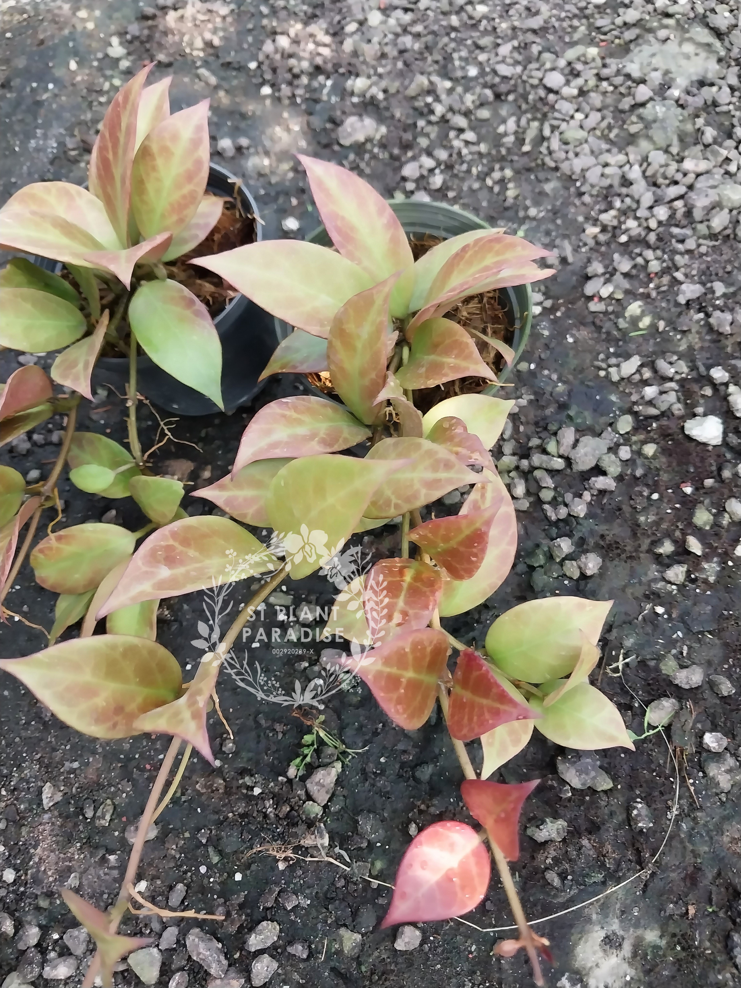 Hoya 'Sunrise' (aka CV Sunrise)